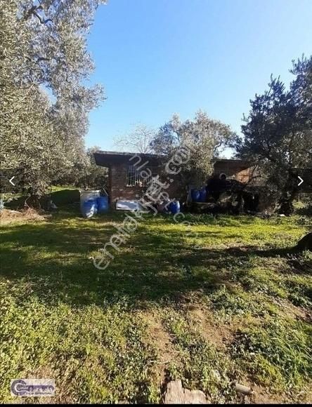 Çoklar Emlak'tan Göle Sıfır Konumda İki Cephesi Yol Zeytinlik - Görsel 14