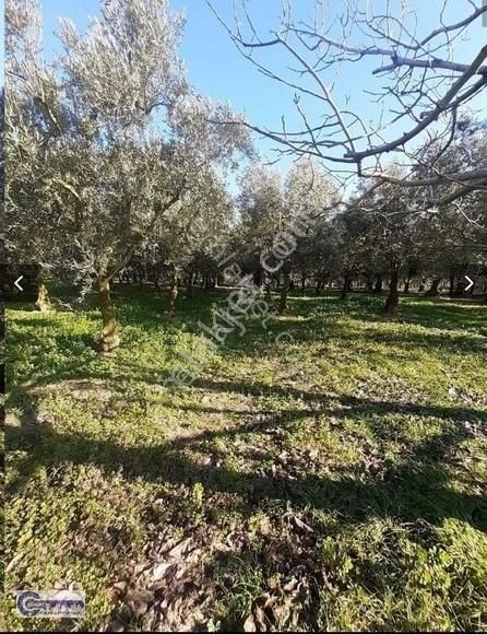 Çoklar Emlak'tan Göle Sıfır Konumda İki Cephesi Yol Zeytinlik - Görsel 11