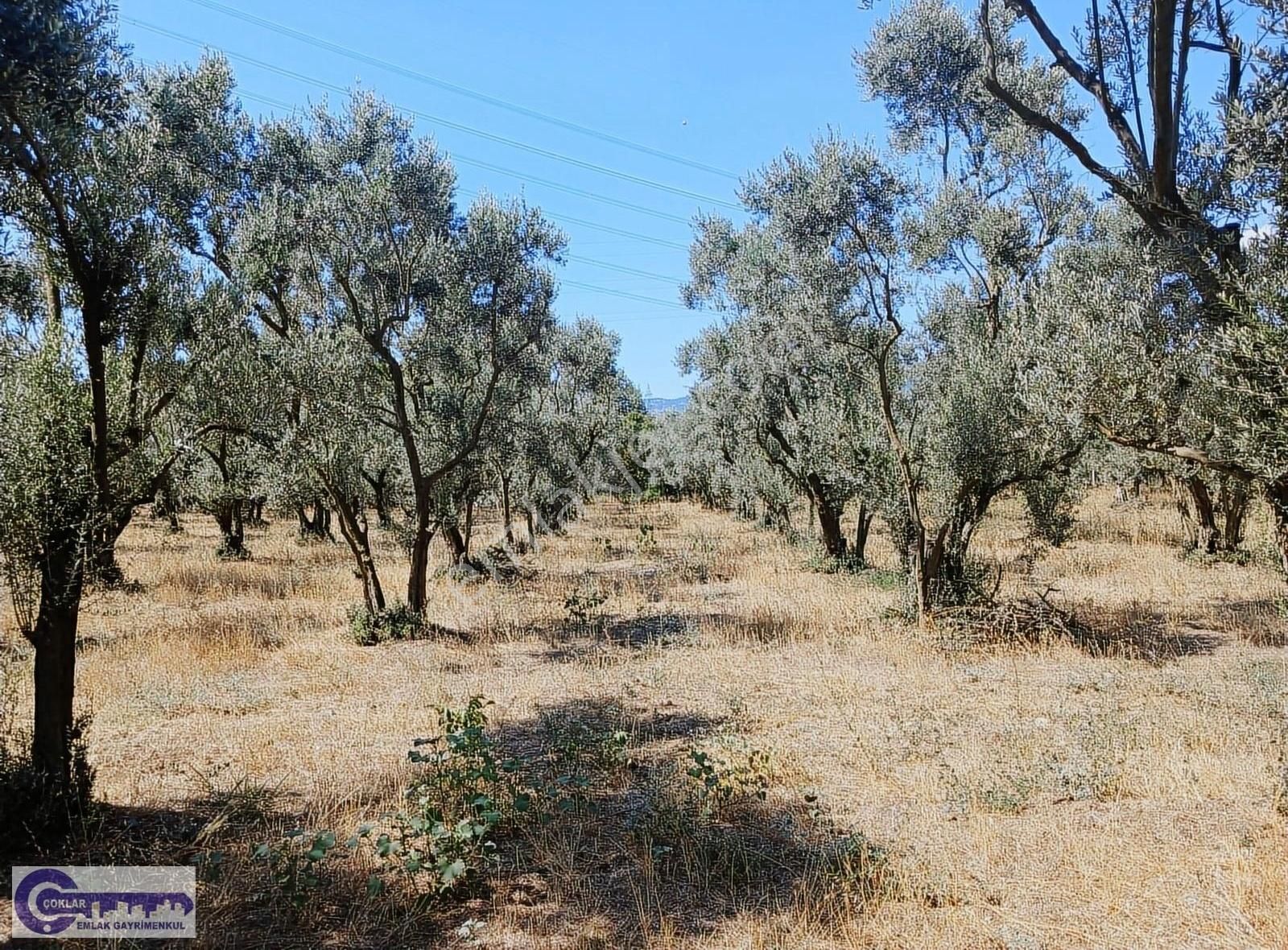 Çoklar Emlak Gayrimenkul'den Yeniköy Altında Kupon Zeytinlik - Görsel 6