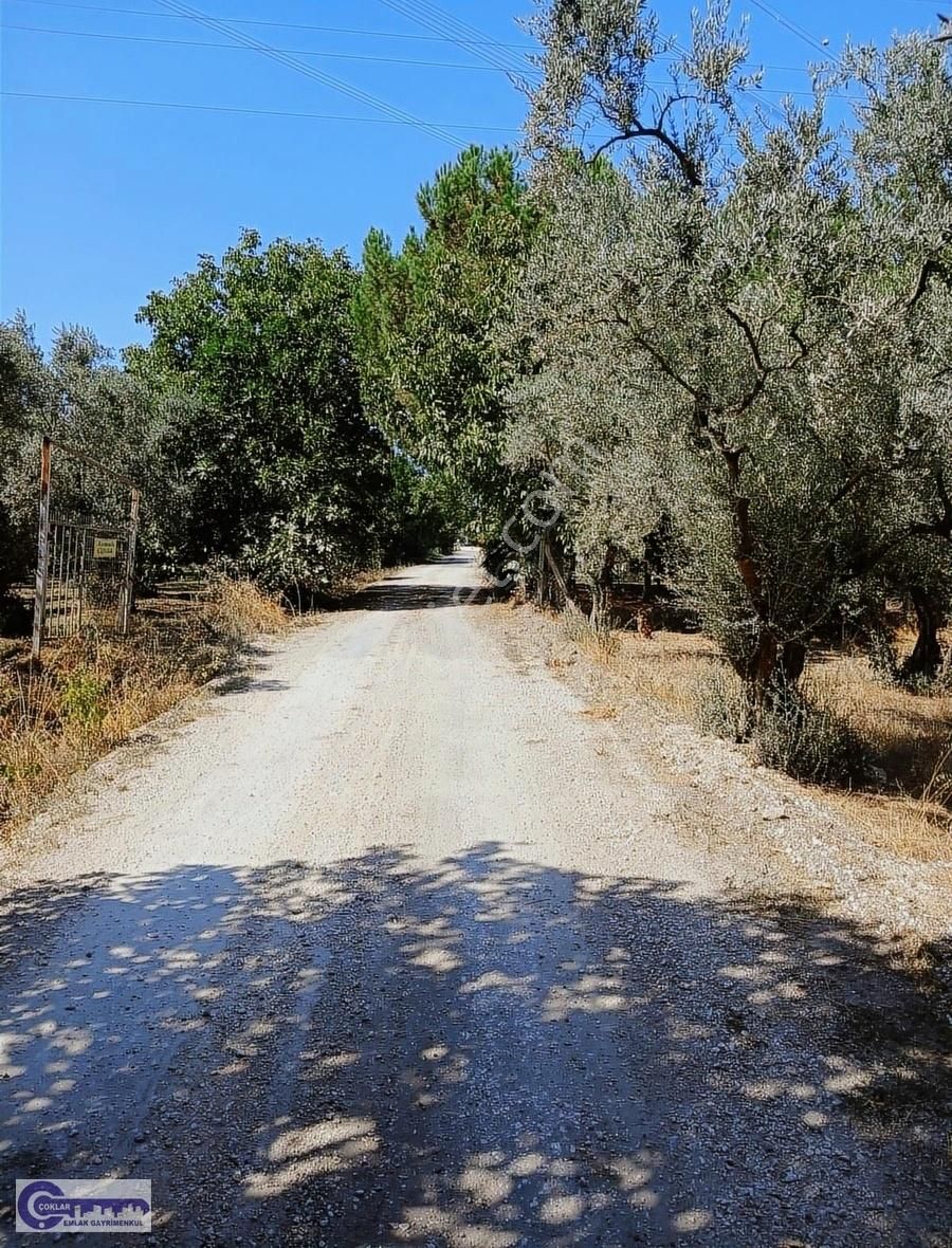 Çoklar Emlak Gayrimenkul'den Yeniköy Altında Kupon Zeytinlik - Görsel 2