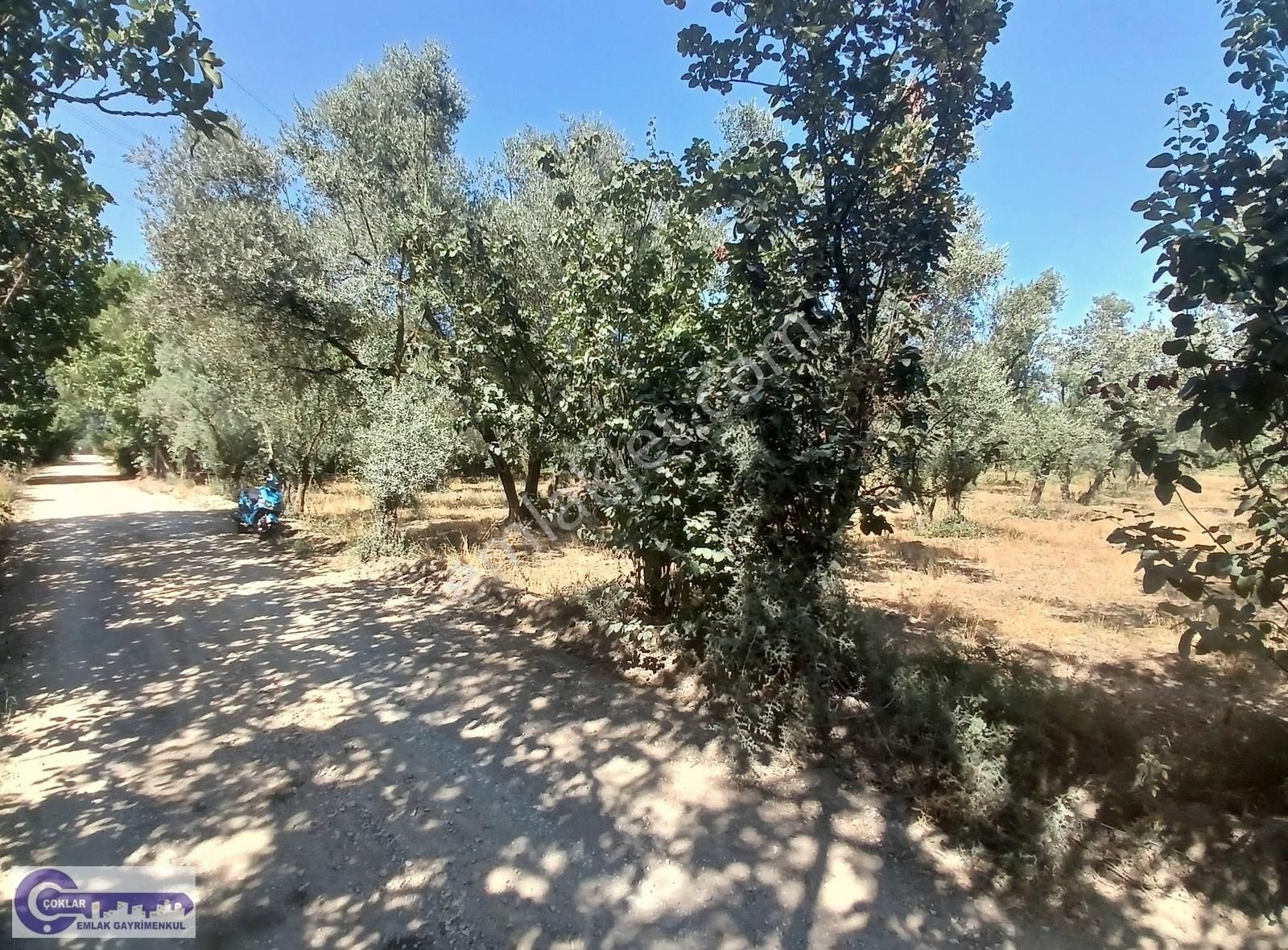 Çoklar Emlak Gayrimenkul'den Yeniköy Altında Kupon Zeytinlik - Görsel 9