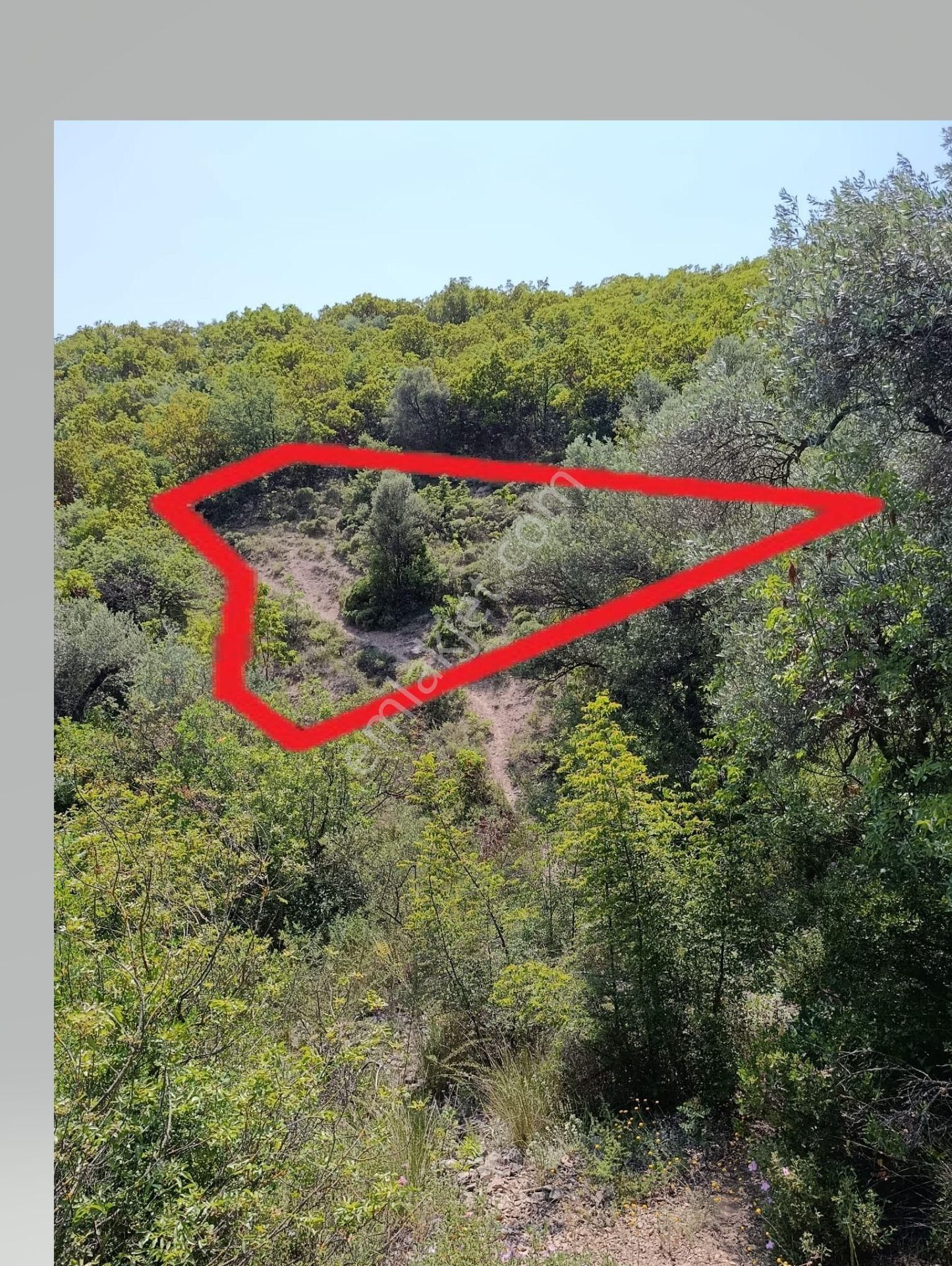 İznik Dereköy'de Orman Arazi Sınırında Yatırımlık Arsa