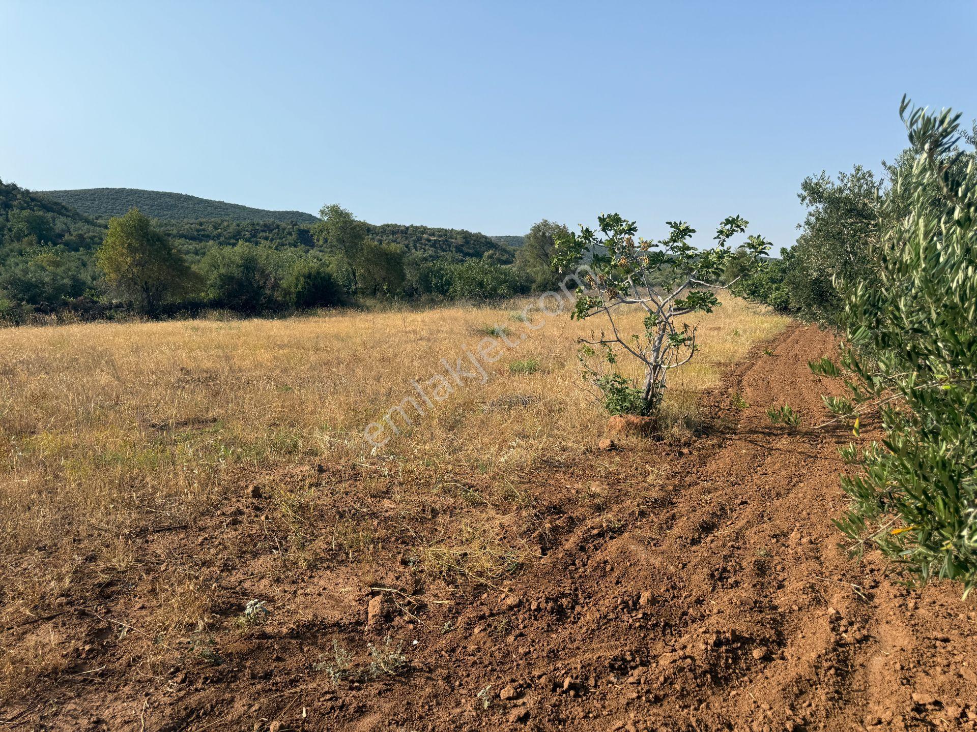 Yankı'dan Hassa Ardıçlı Hacılar Köyü Yolu Üzeri 2.350 M2 Müstakil Tarla - Görsel 18