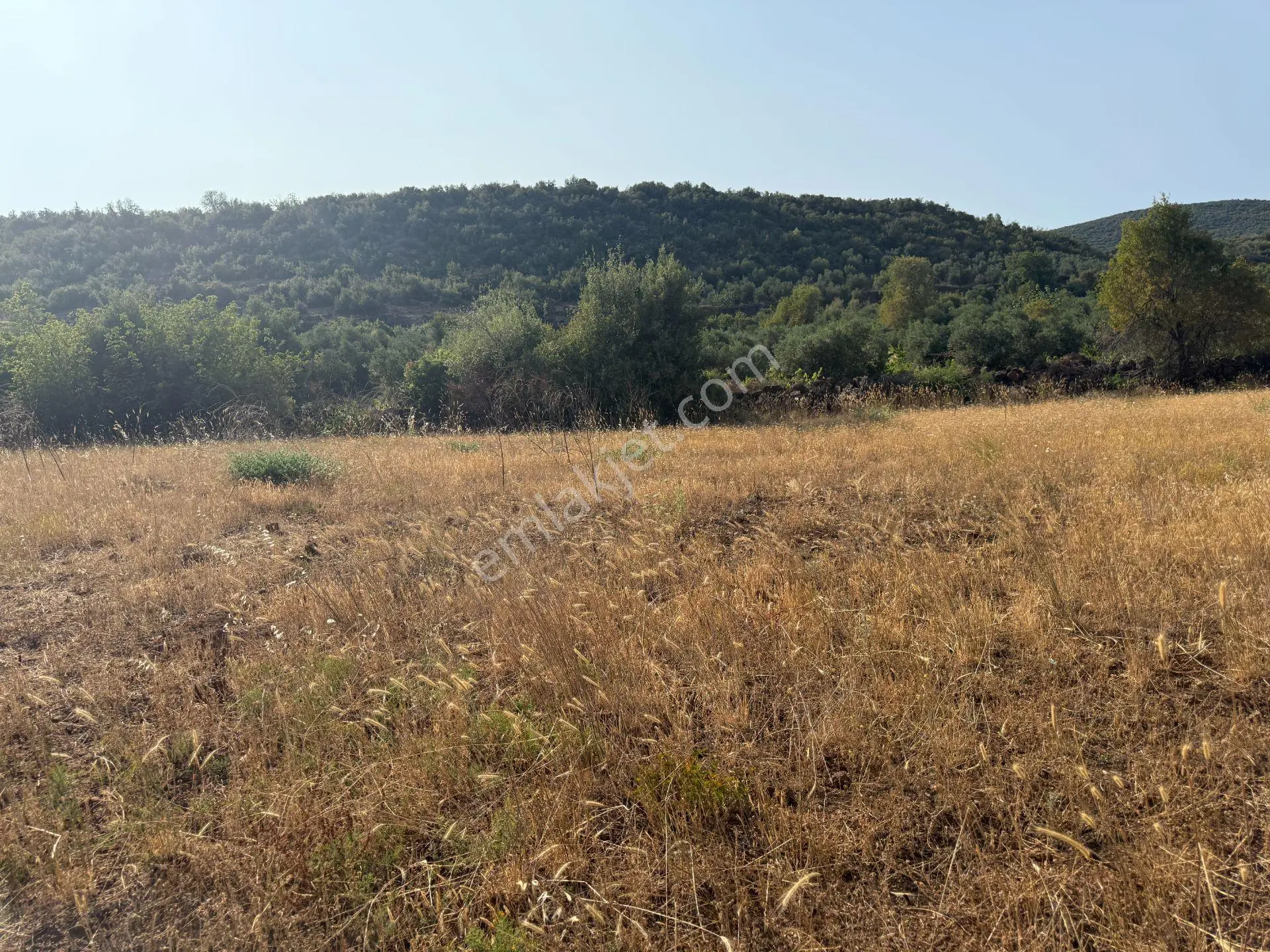 Yankı'dan Hassa Ardıçlı Hacılar Köyü Yolu Üzeri 2.350 M2 Müstakil Tarla - Görsel 3