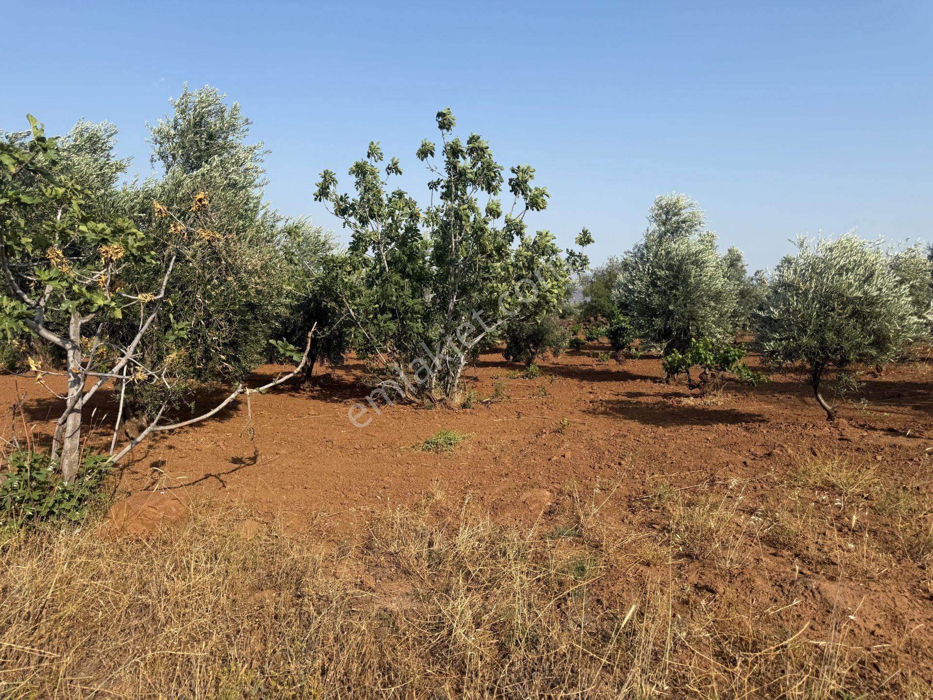 Yankı'dan Hassa Ardıçlı Hacılar Köyü Yolu Üzeri 2.350 M2 Müstakil Tarla - Görsel 17