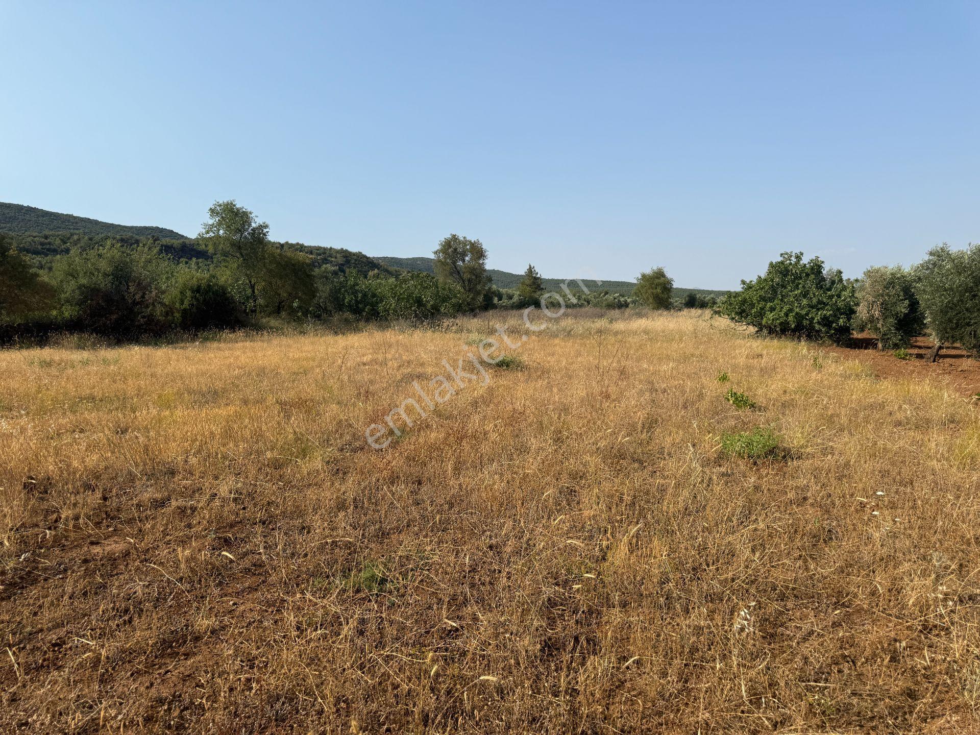 Yankı'dan Hassa Ardıçlı Hacılar Köyü Yolu Üzeri 2.350 M2 Müstakil Tarla - Görsel 7