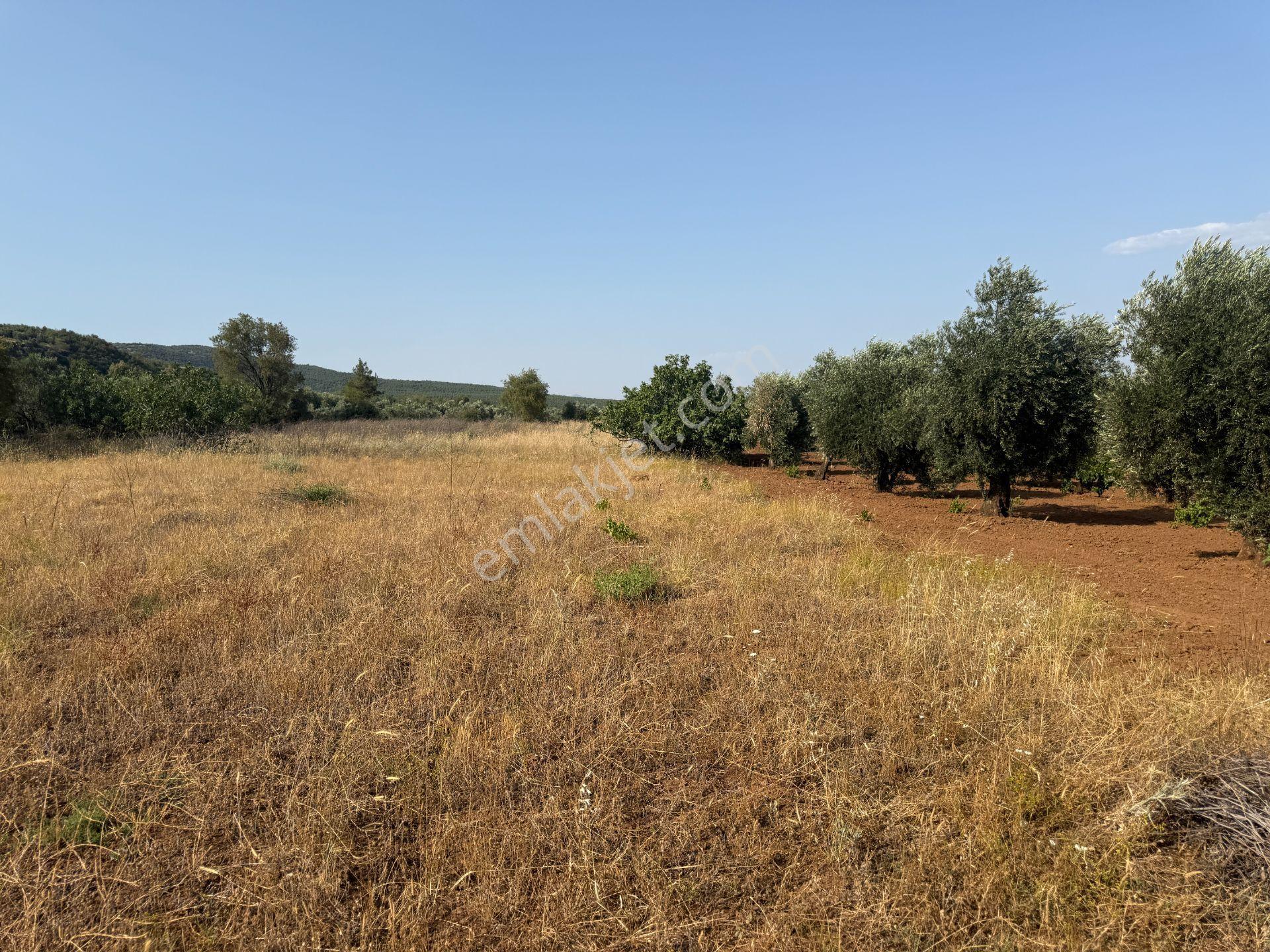 Yankı'dan Hassa Ardıçlı Hacılar Köyü Yolu Üzeri 2.350 M2 Müstakil Tarla - Görsel 8