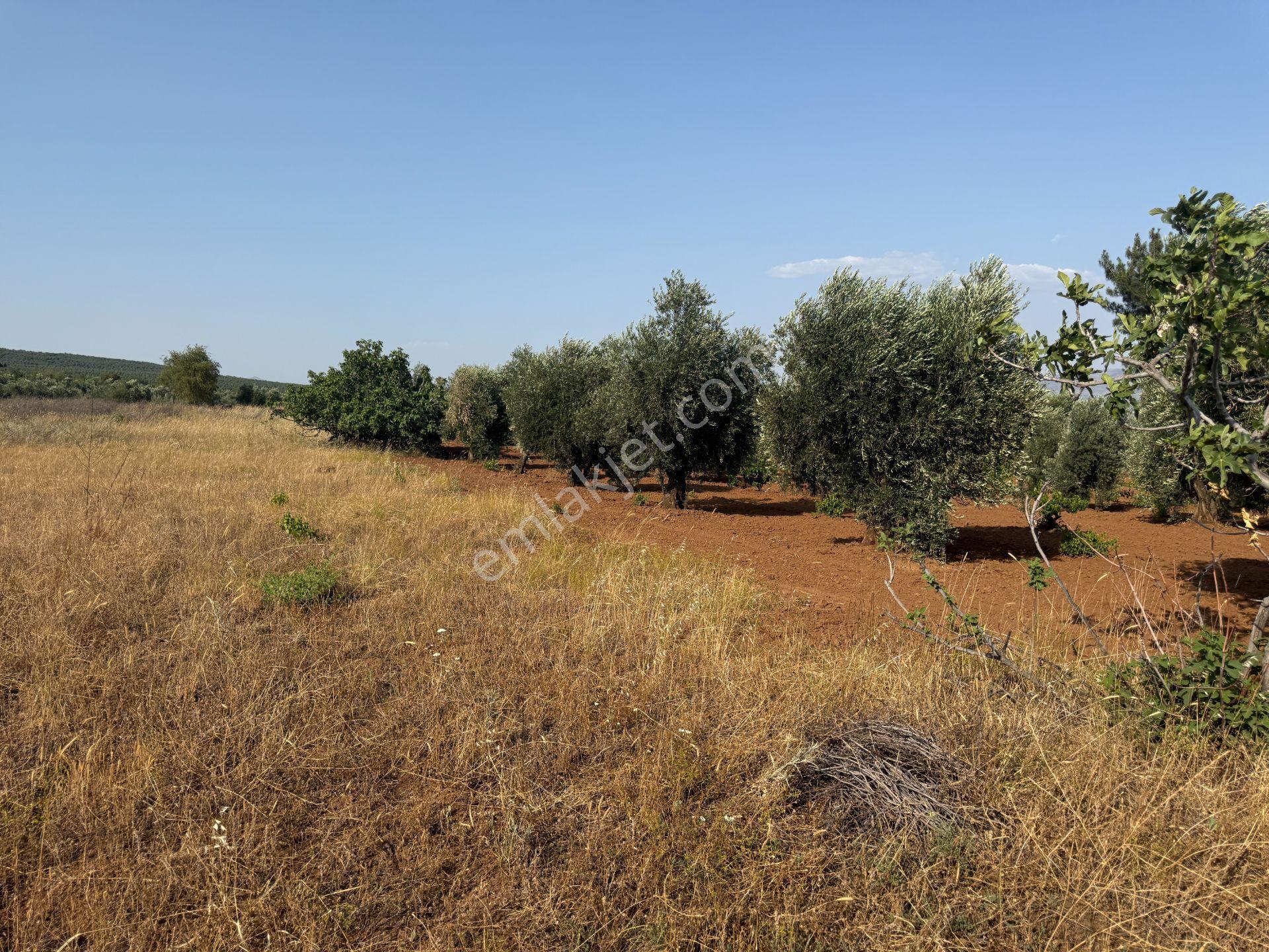 Yankı'dan Hassa Ardıçlı Hacılar Köyü Yolu Üzeri 2.350 M2 Müstakil Tarla - Görsel 14