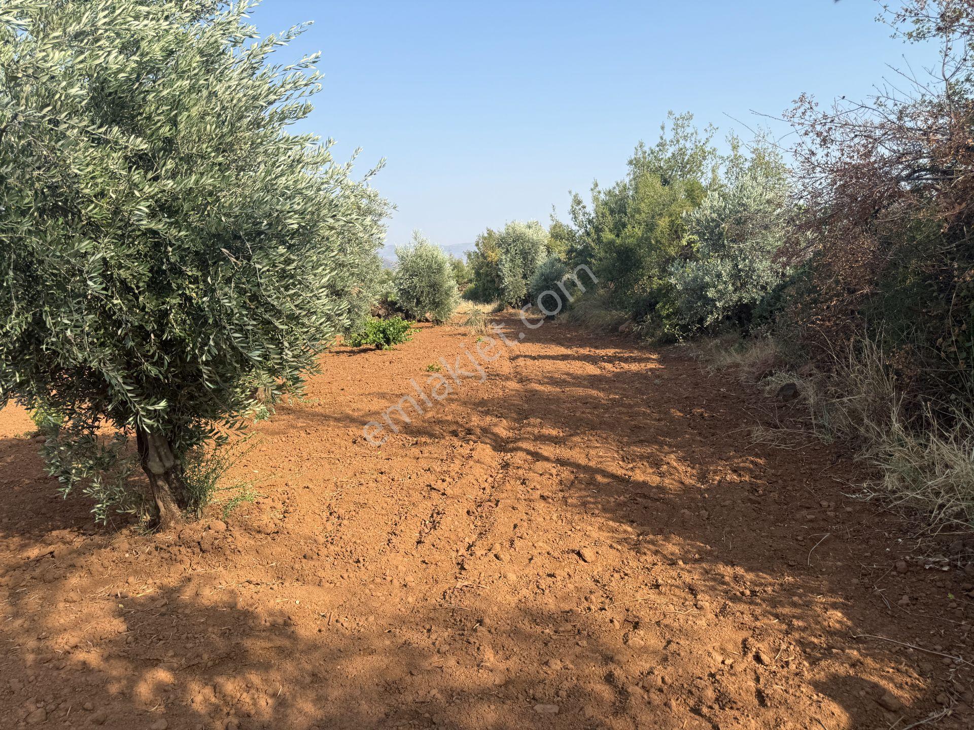 Yankı'dan Hassa Ardıçlı Hacılar Köyü Yolu Üzeri 2.350 M2 Müstakil Tarla - Görsel 19
