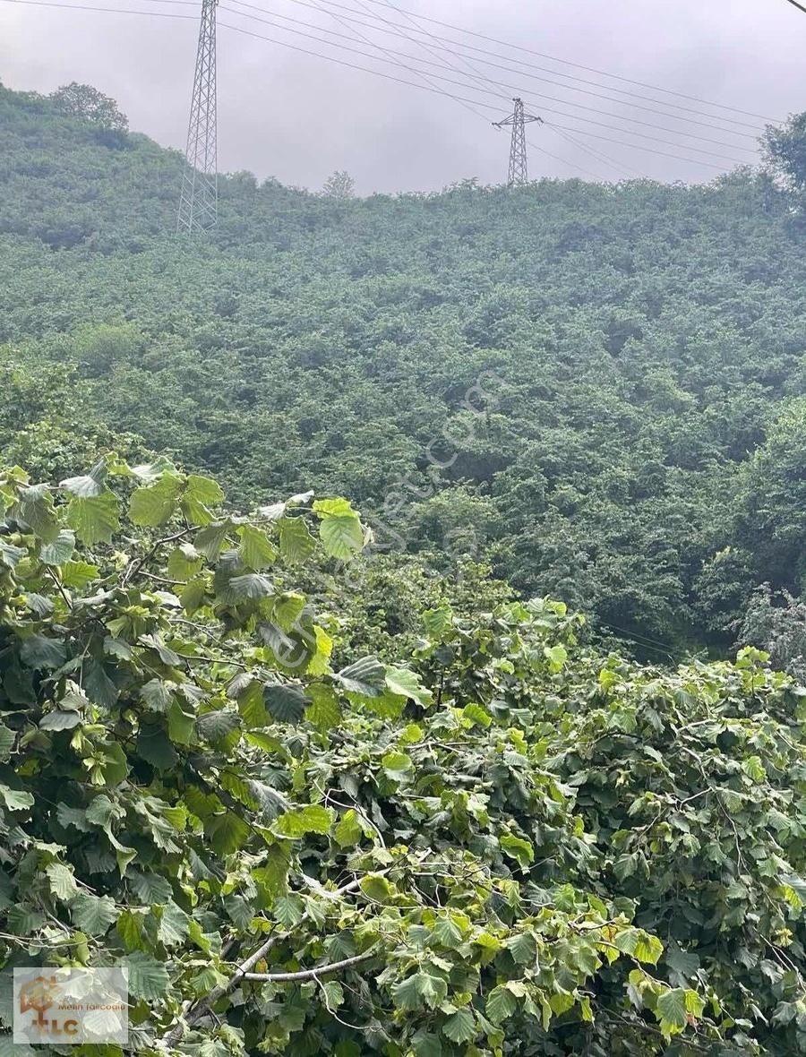 Giresun Merkeze Yakın Satılık 152 Dönüm Fındık Bahçesi
