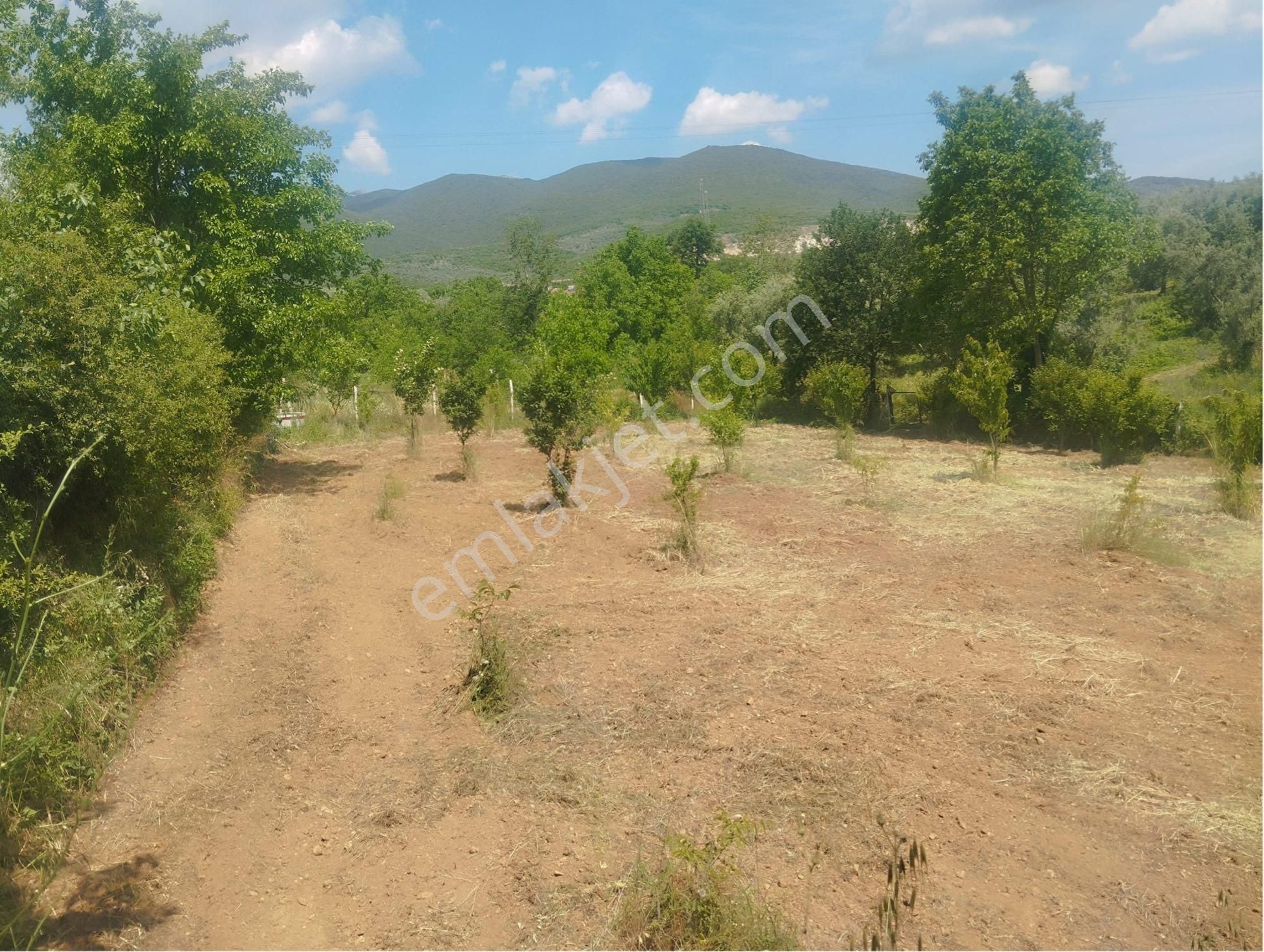 Gedelek Mahallesinde 1172 M2 Tarla Vasıflı Zeytinlik