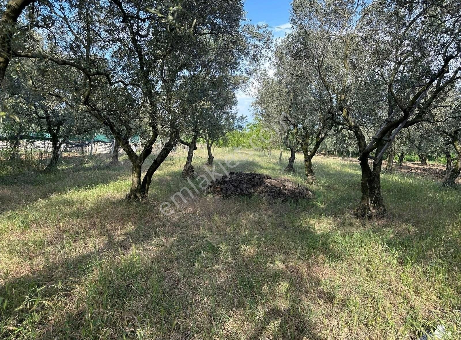 Bursa Emlak Alem-imuradiye De İmar Planı İçerisinde Kalan 1582m2 - Görsel 16