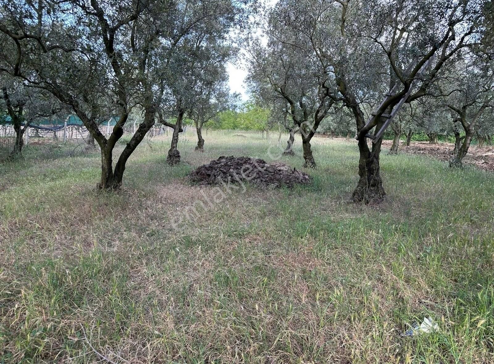 Bursa Emlak Alem-imuradiye De İmar Planı İçerisinde Kalan 1582m2 - Görsel 4