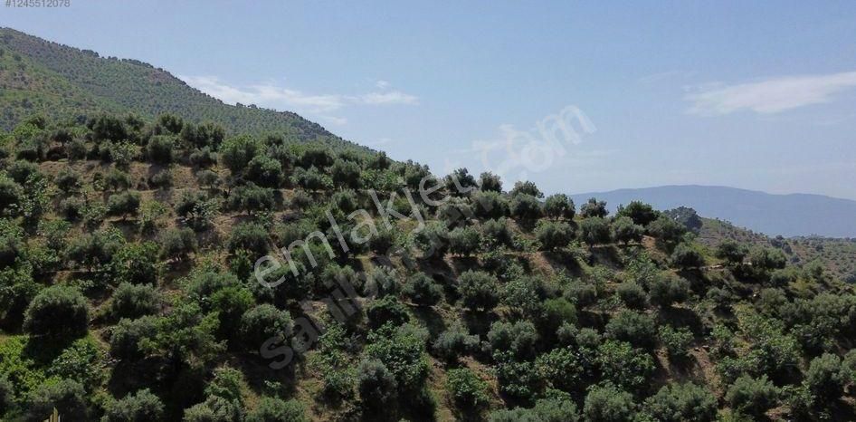 Nazilli- Bayındır Köyünde Satılık 34 Dönüm Zeytinlik