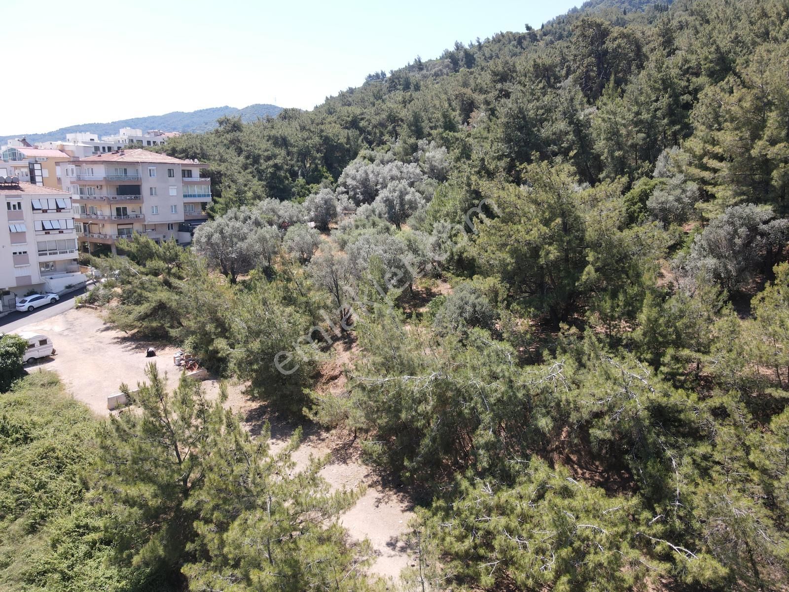 Asil'den Balçova Teleferikte 838 M2 Hisseli Zeytinlik - Görsel 12