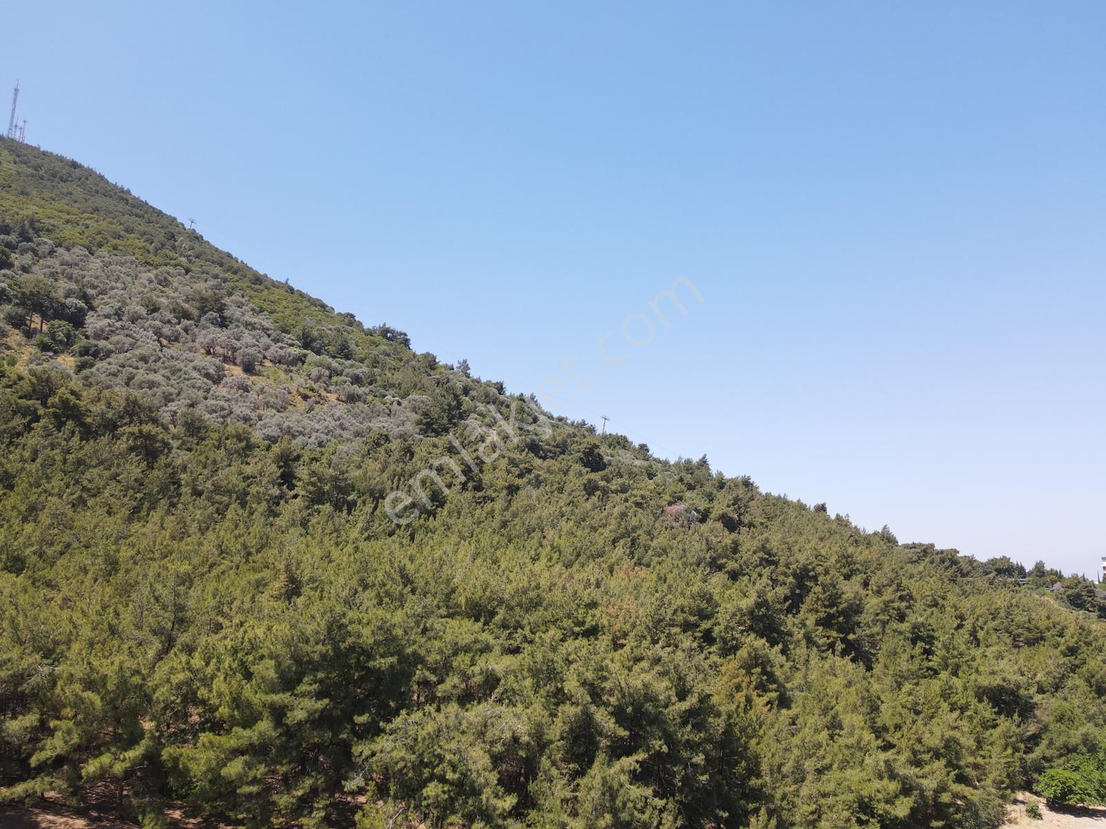 Asil'den Balçova Teleferikte 838 M2 Hisseli Zeytinlik - Görsel 10