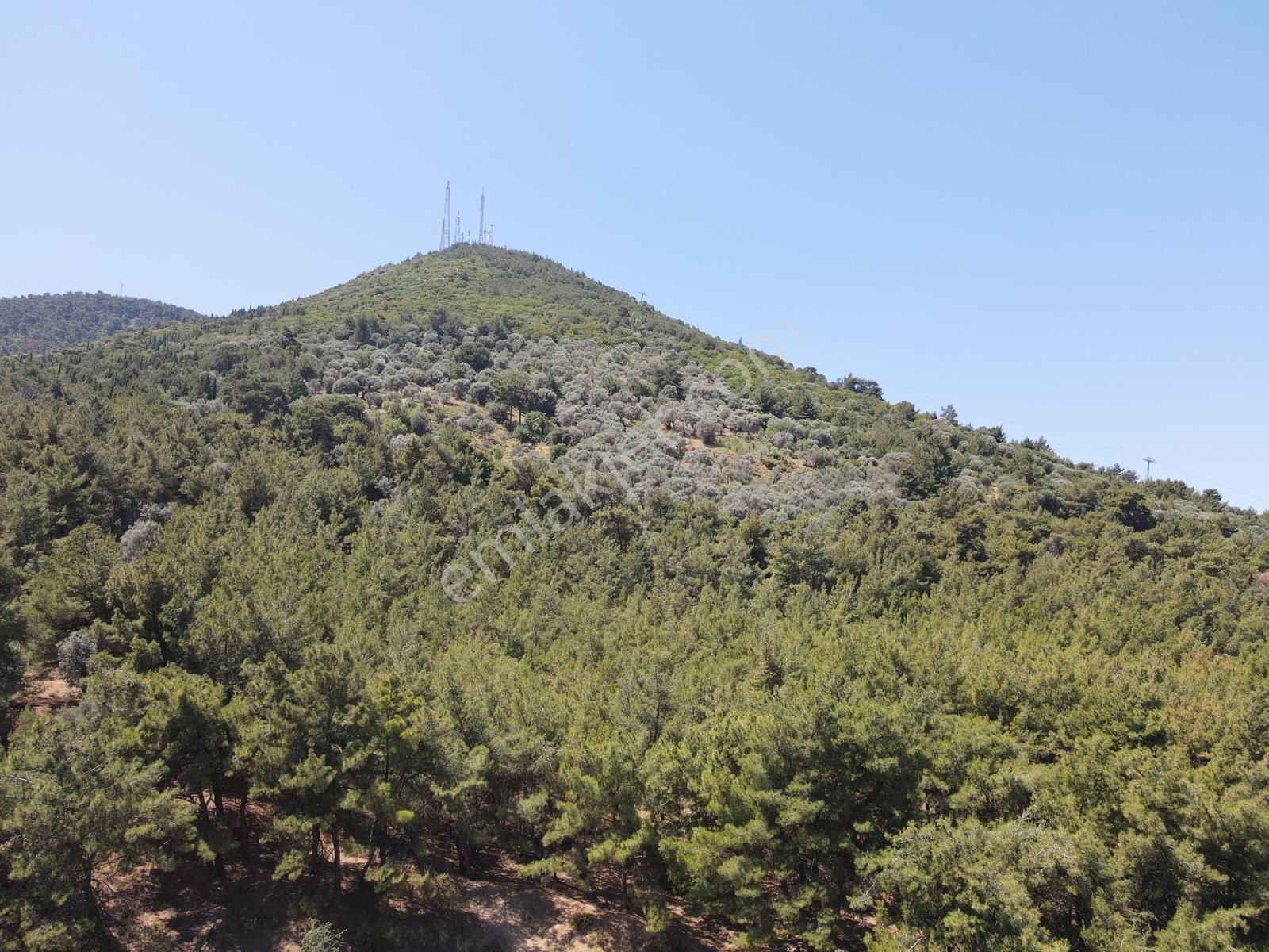 Asil'den Balçova Teleferikte 838 M2 Hisseli Zeytinlik - Görsel 6