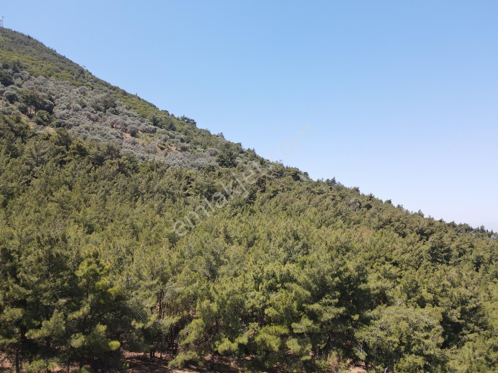 Asil'den Balçova Teleferikte 838 M2 Hisseli Zeytinlik - Görsel 13