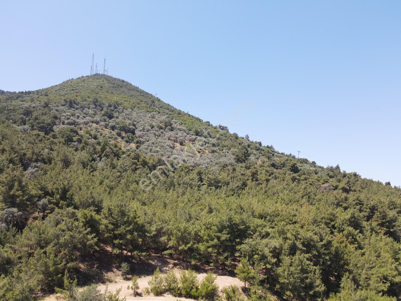 Asil'den Balçova Teleferikte 838 M2 Hisseli Zeytinlik - Görsel 2