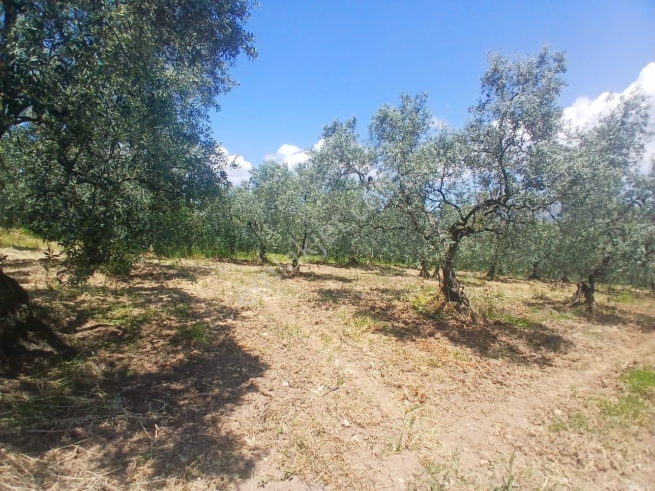 Umurbey - Engürü Yolu Üzeri Asfalta Çephe 282 Ağaç Zeytinlik