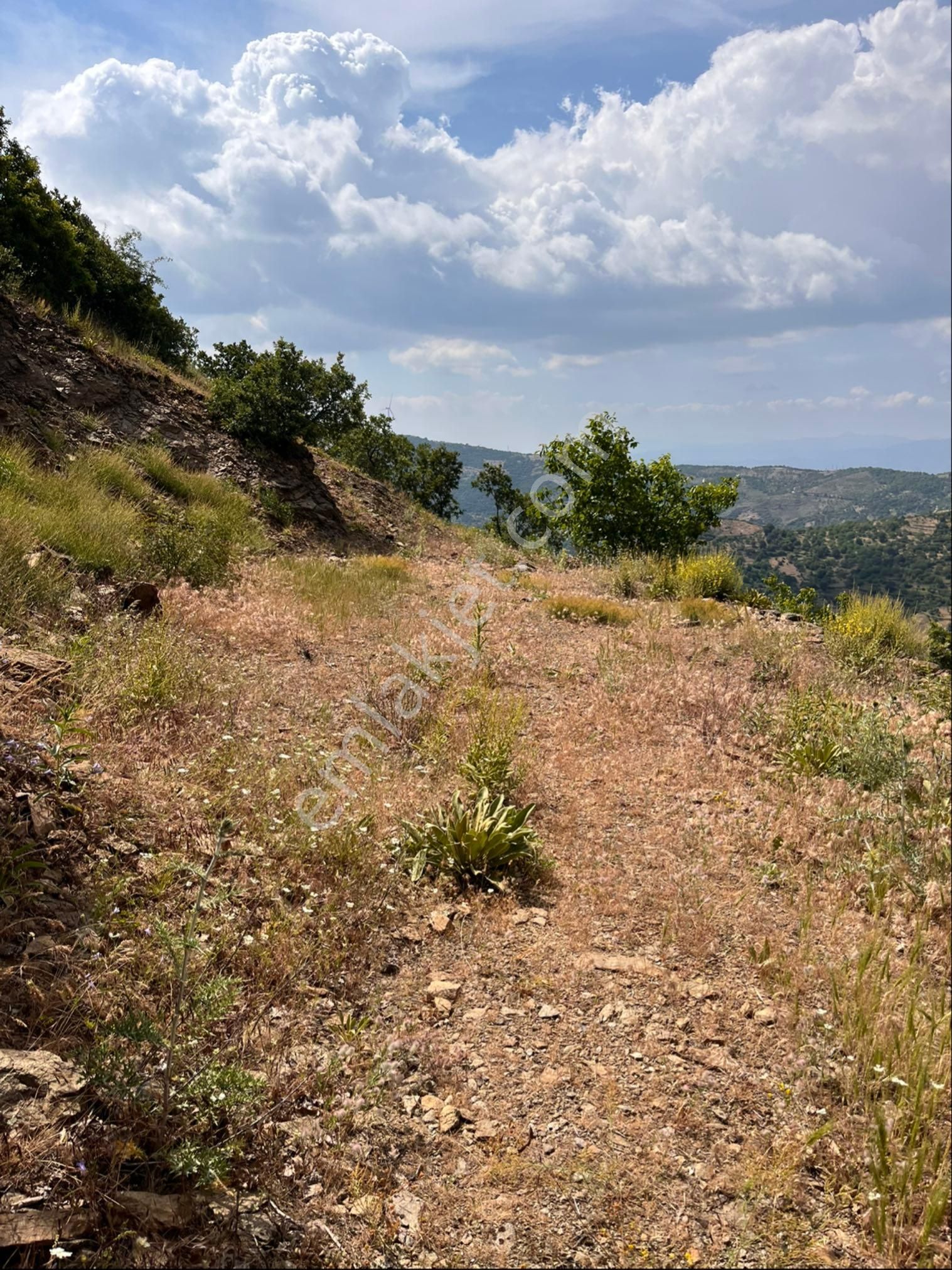 Yatırımlık Ve Kazançlı Cevizlik