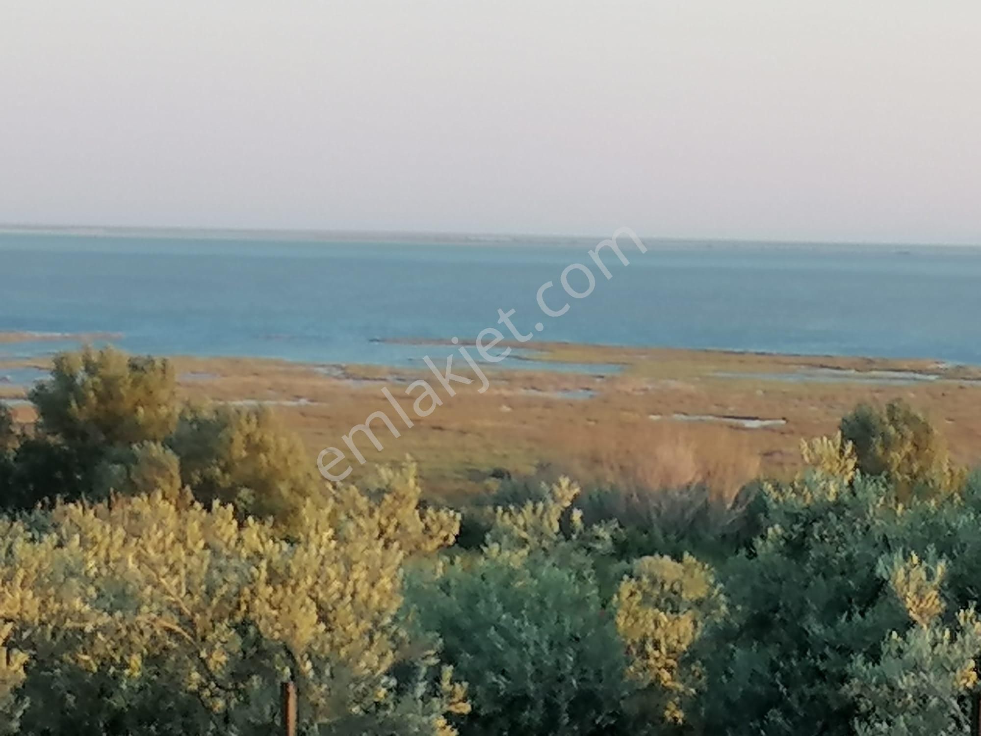 Doğanbey Köyü Sökede Satılık Zeytinlik - Görsel 8