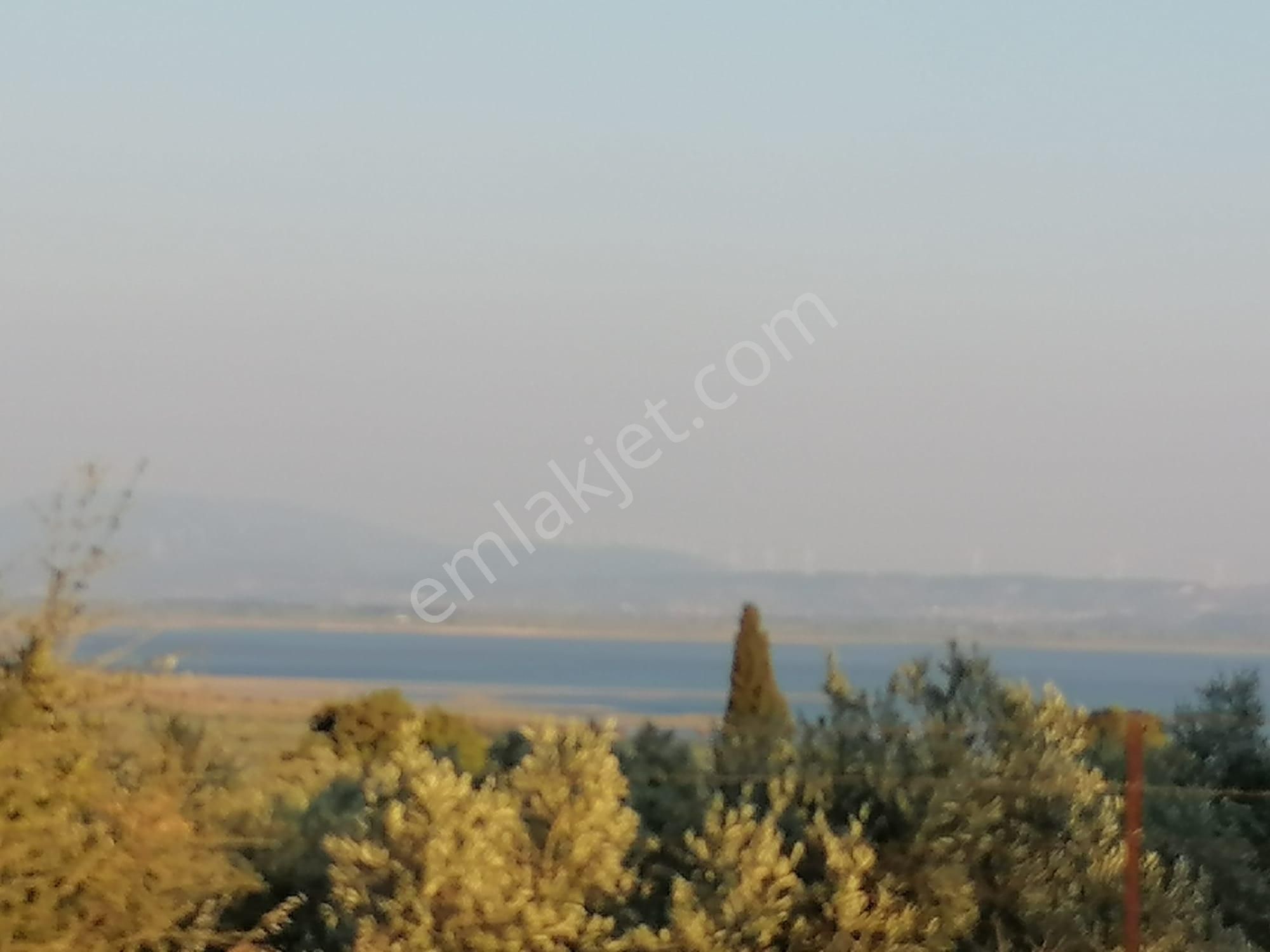 Doğanbey Köyü Sökede Satılık Zeytinlik - Görsel 17