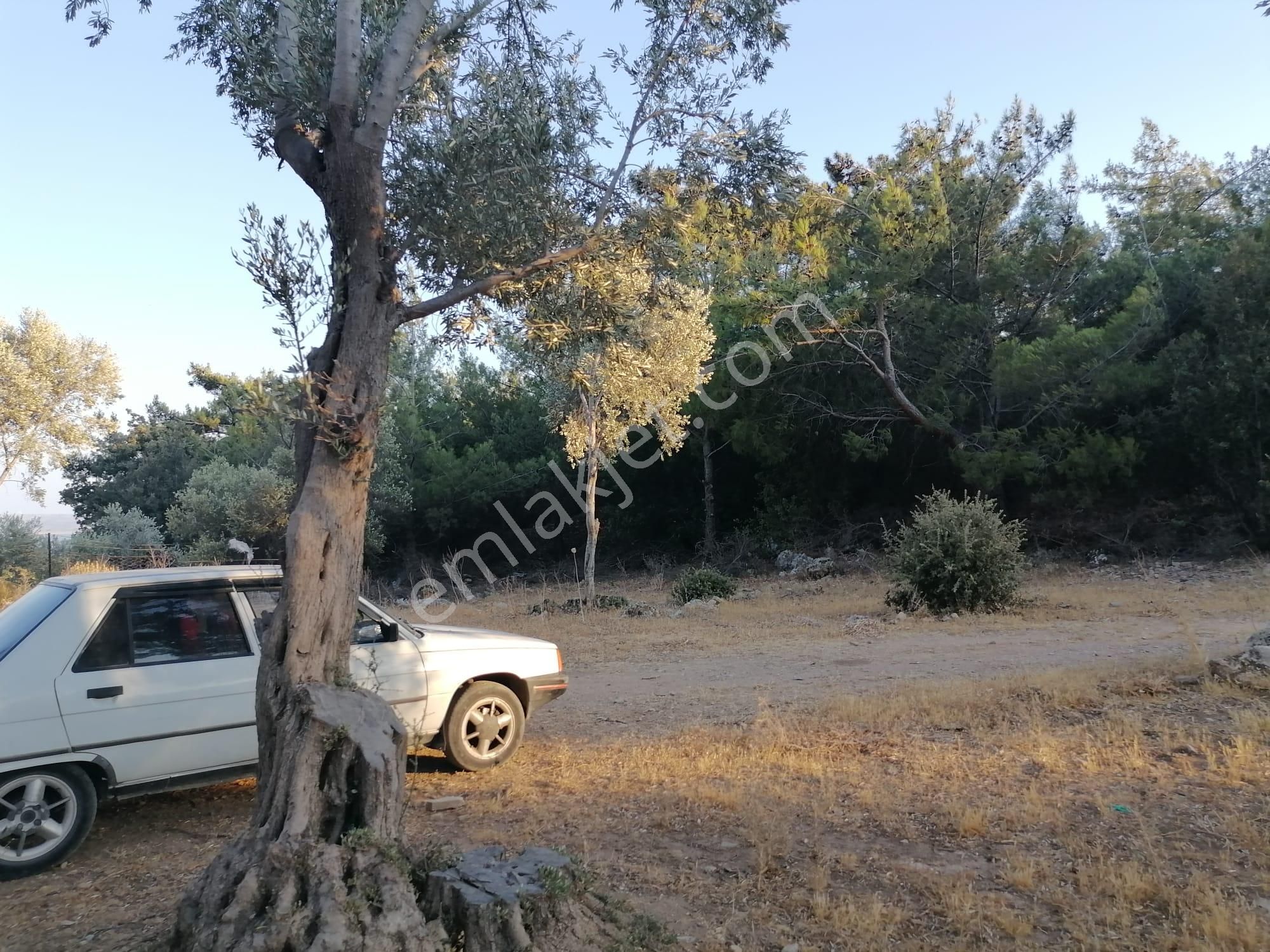 Doğanbey Köyü Sökede Satılık Zeytinlik - Görsel 9