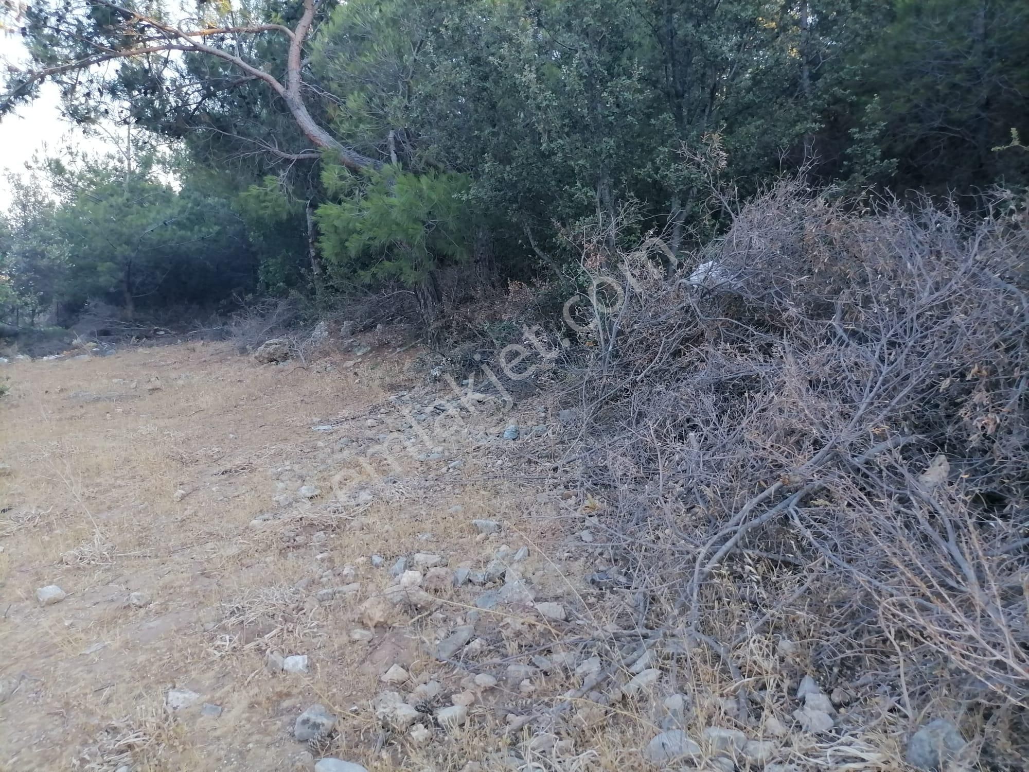 Doğanbey Köyü Sökede Satılık Zeytinlik - Görsel 27