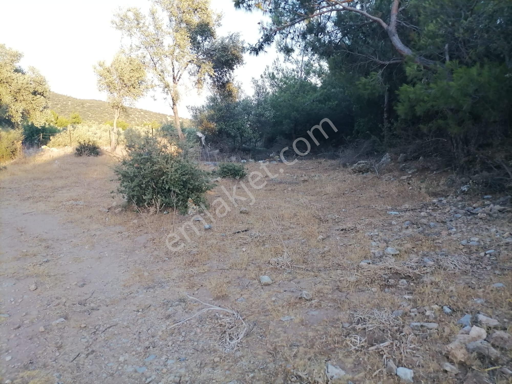 Doğanbey Köyü Sökede Satılık Zeytinlik - Görsel 2