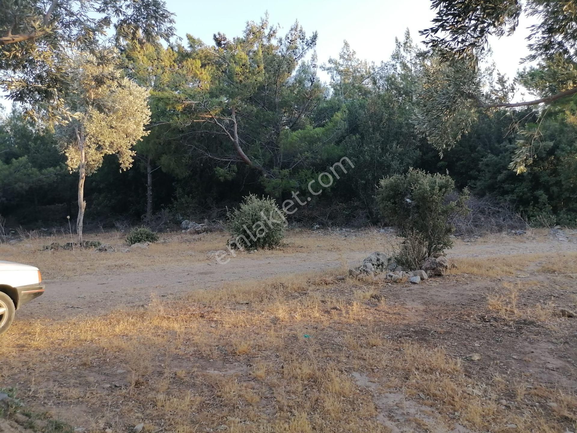 Doğanbey Köyü Sökede Satılık Zeytinlik - Görsel 11