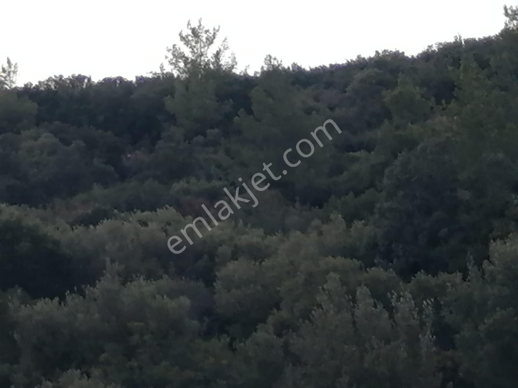 Doğanbey Köyü Sökede Satılık Zeytinlik - Görsel 22