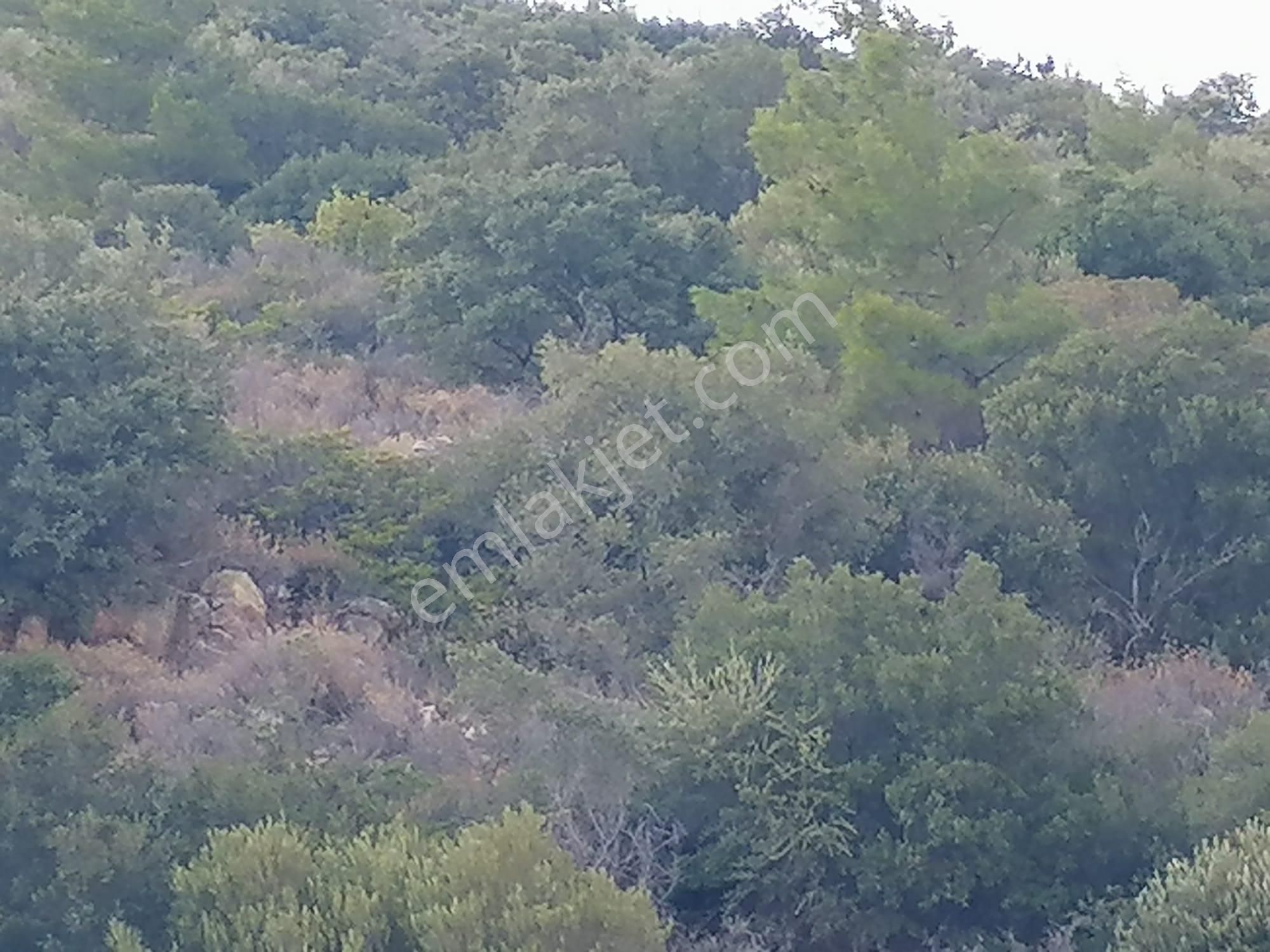Doğanbey Köyü Sökede Satılık Zeytinlik - Görsel 19