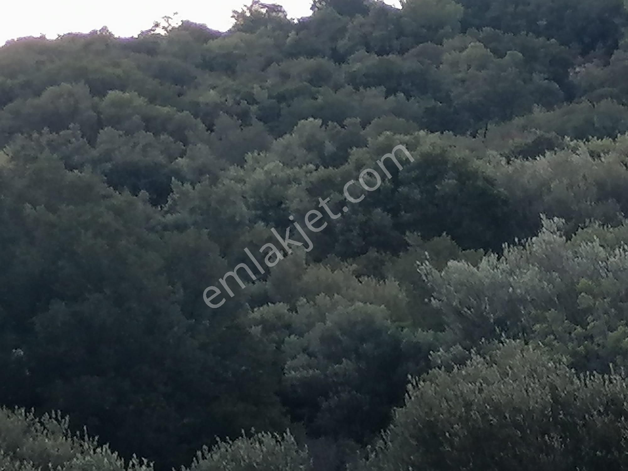 Doğanbey Köyü Sökede Satılık Zeytinlik - Görsel 18