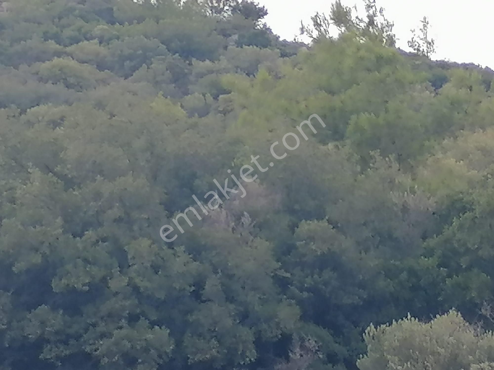 Doğanbey Köyü Sökede Satılık Zeytinlik - Görsel 9