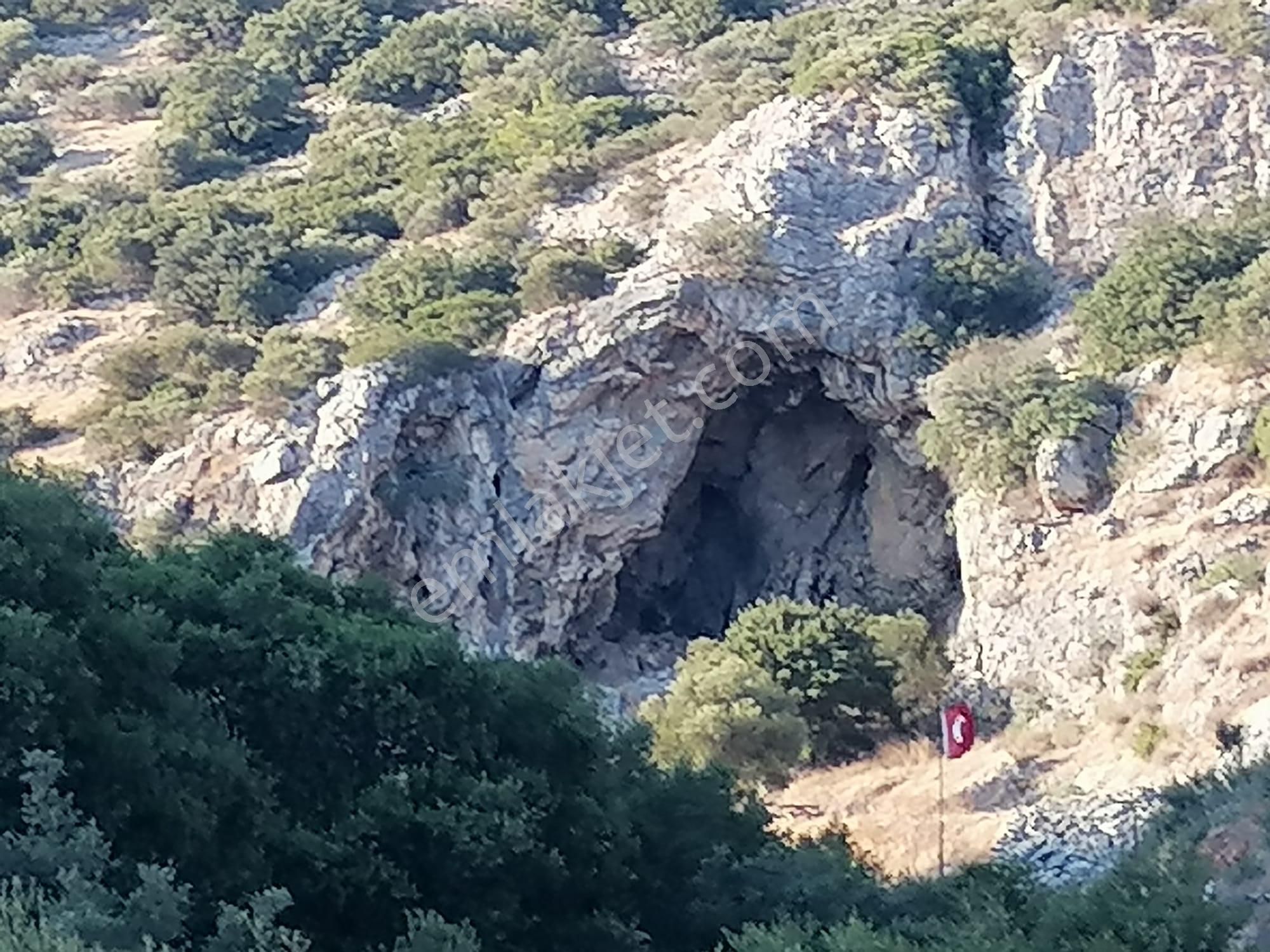 Doğanbey Köyü Sökede Satılık Zeytinlik - Görsel 16