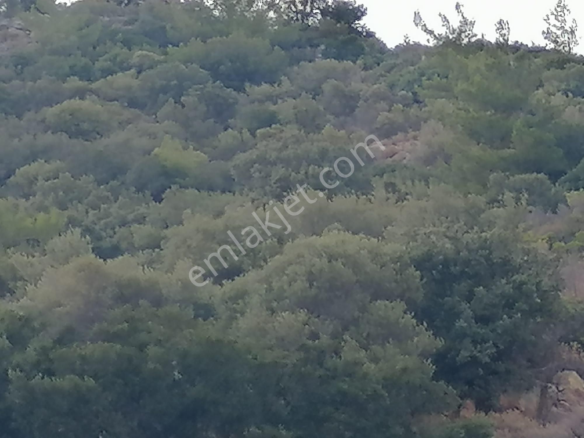 Doğanbey Köyü Sökede Satılık Zeytinlik - Görsel 5