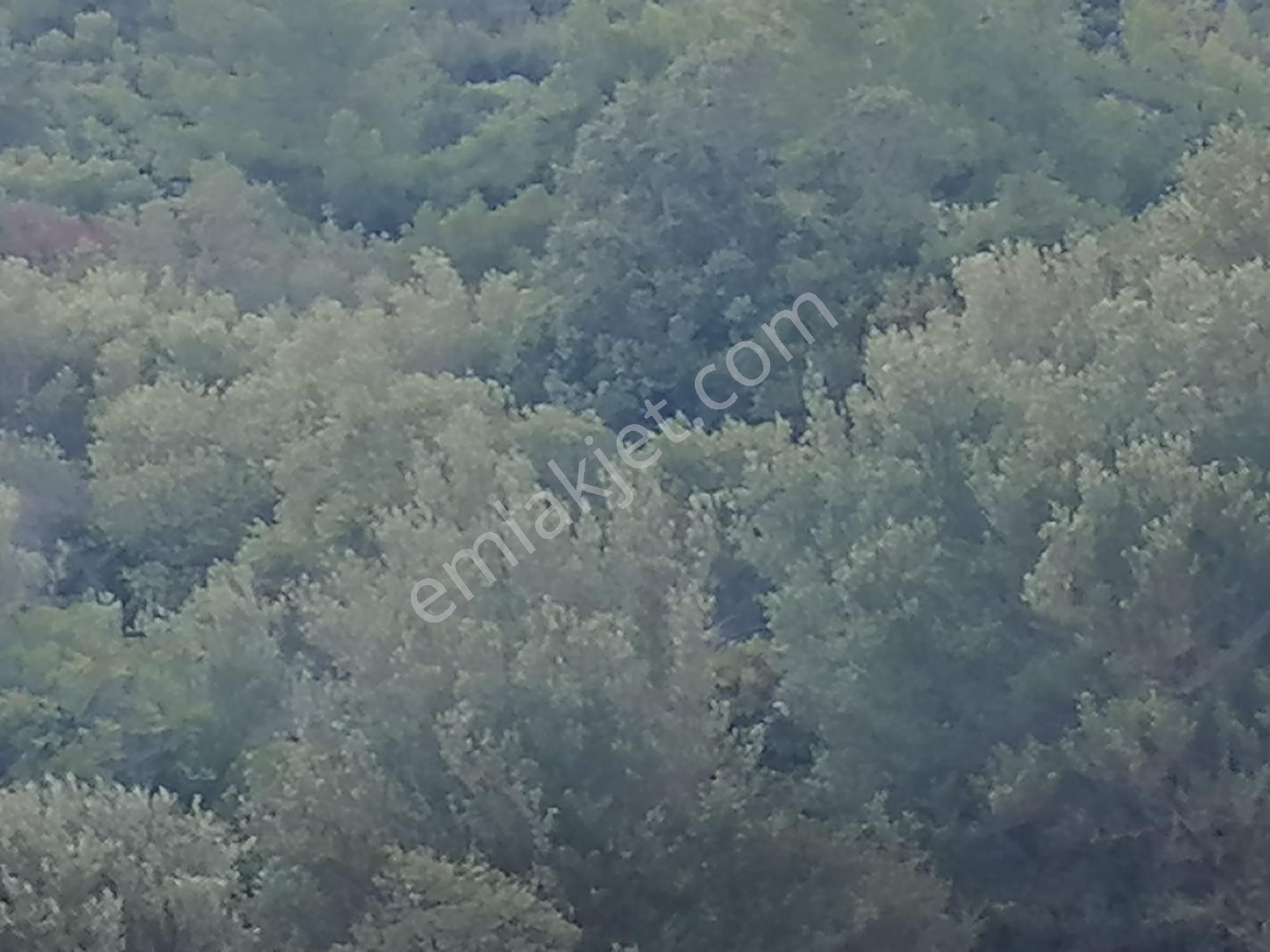 Doğanbey Köyü Sökede Satılık Zeytinlik - Görsel 23
