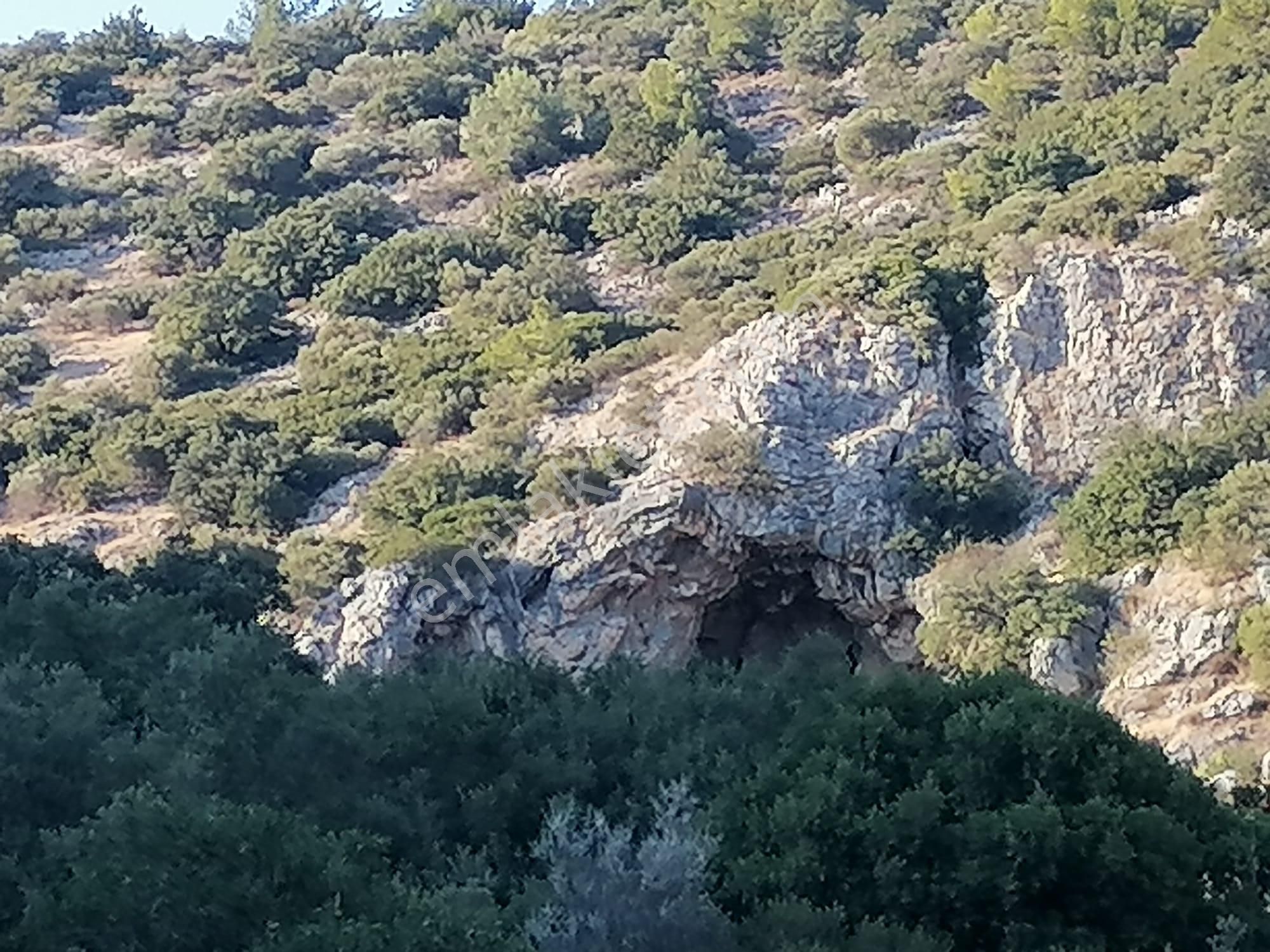 Doğanbey Köyü Sökede Satılık Zeytinlik