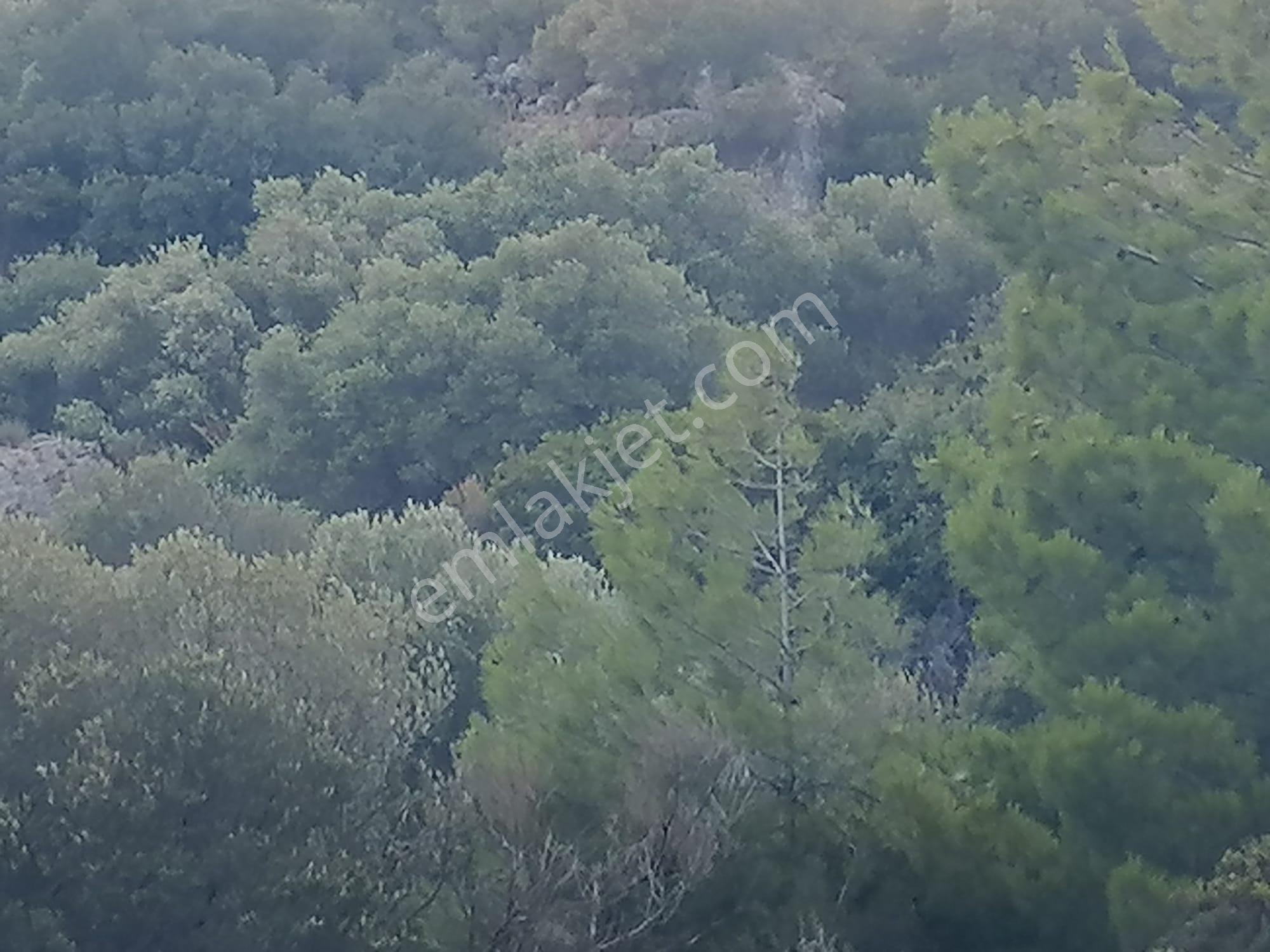 Doğanbey Köyü Sökede Satılık Zeytinlik - Görsel 8