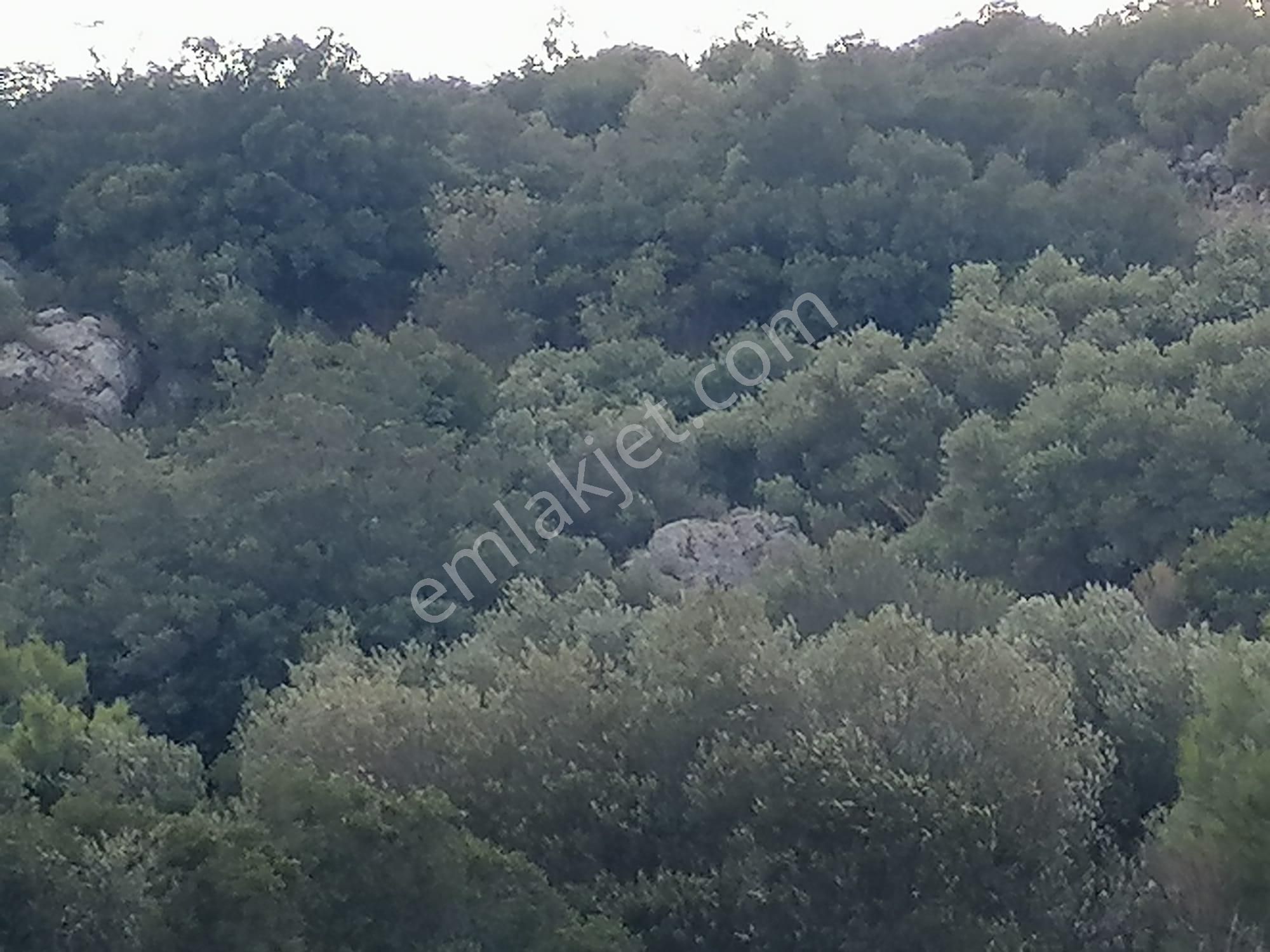 Doğanbey Köyü Sökede Satılık Zeytinlik - Görsel 20