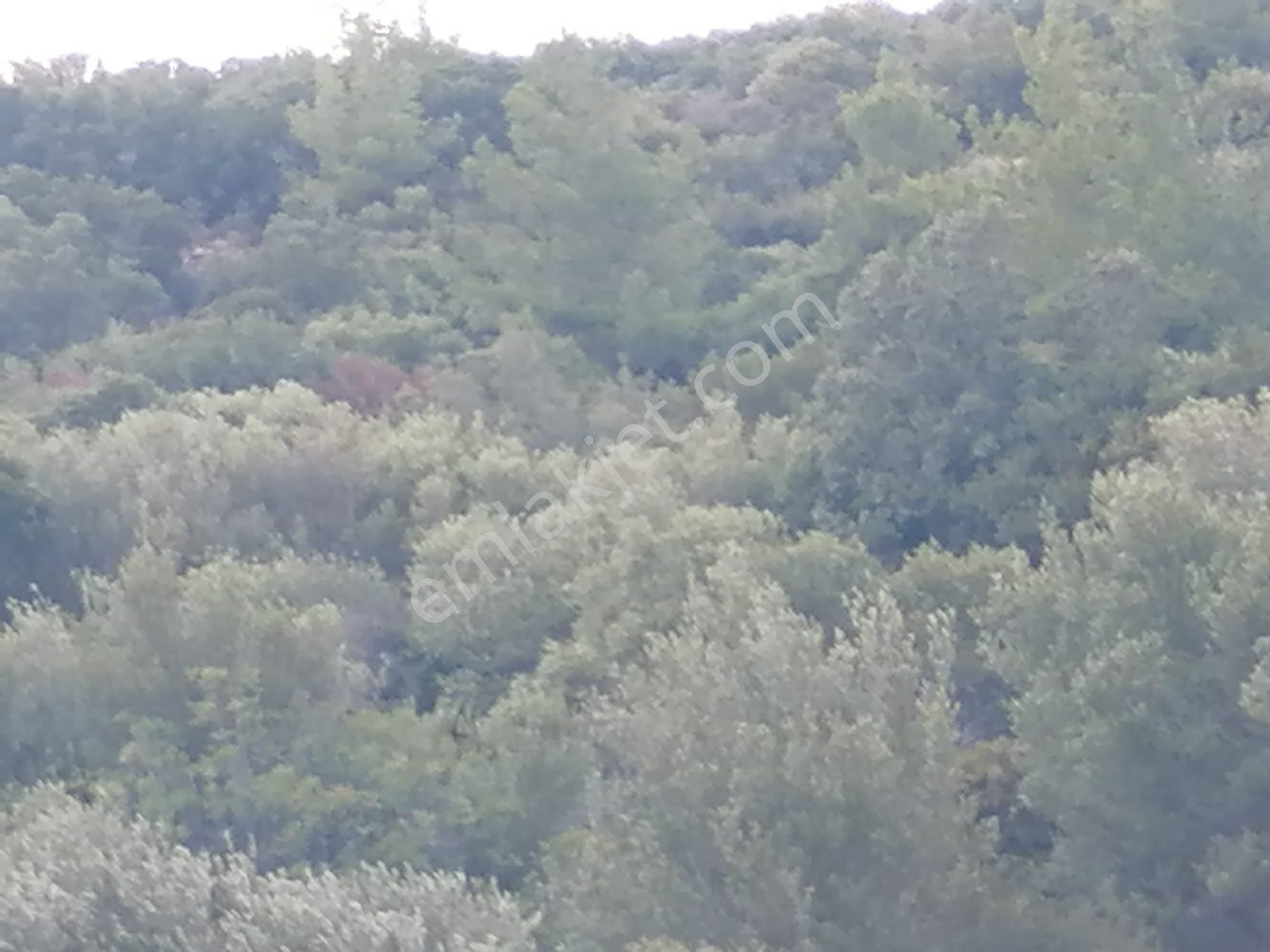 Doğanbey Köyü Sökede Satılık Zeytinlik - Görsel 15