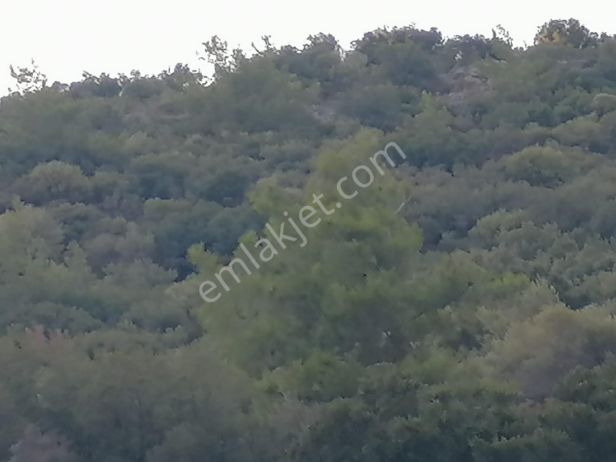 Doğanbey Köyü Sökede Satılık Zeytinlik - Görsel 10