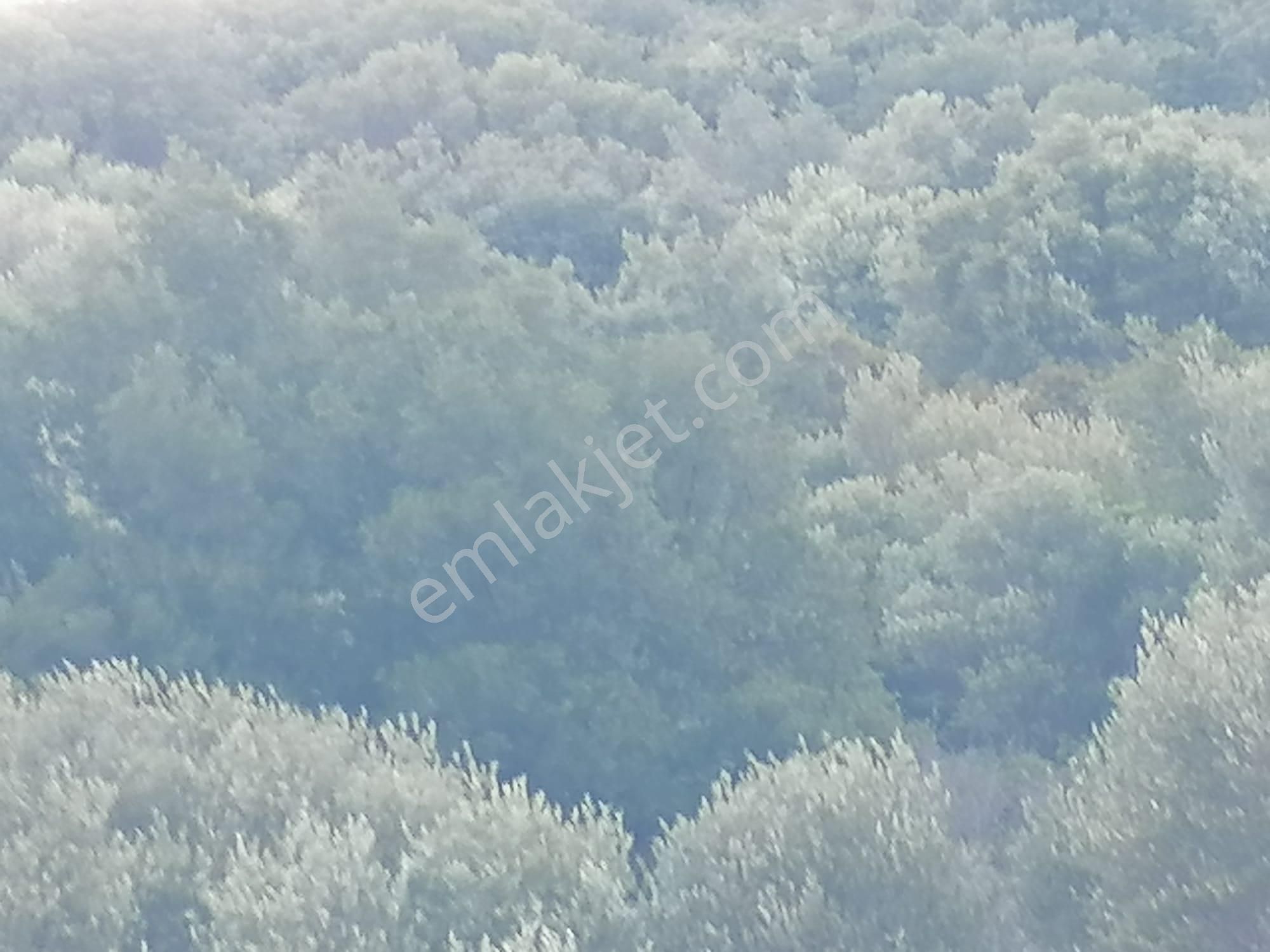 Doğanbey Köyü Sökede Satılık Zeytinlik - Görsel 13