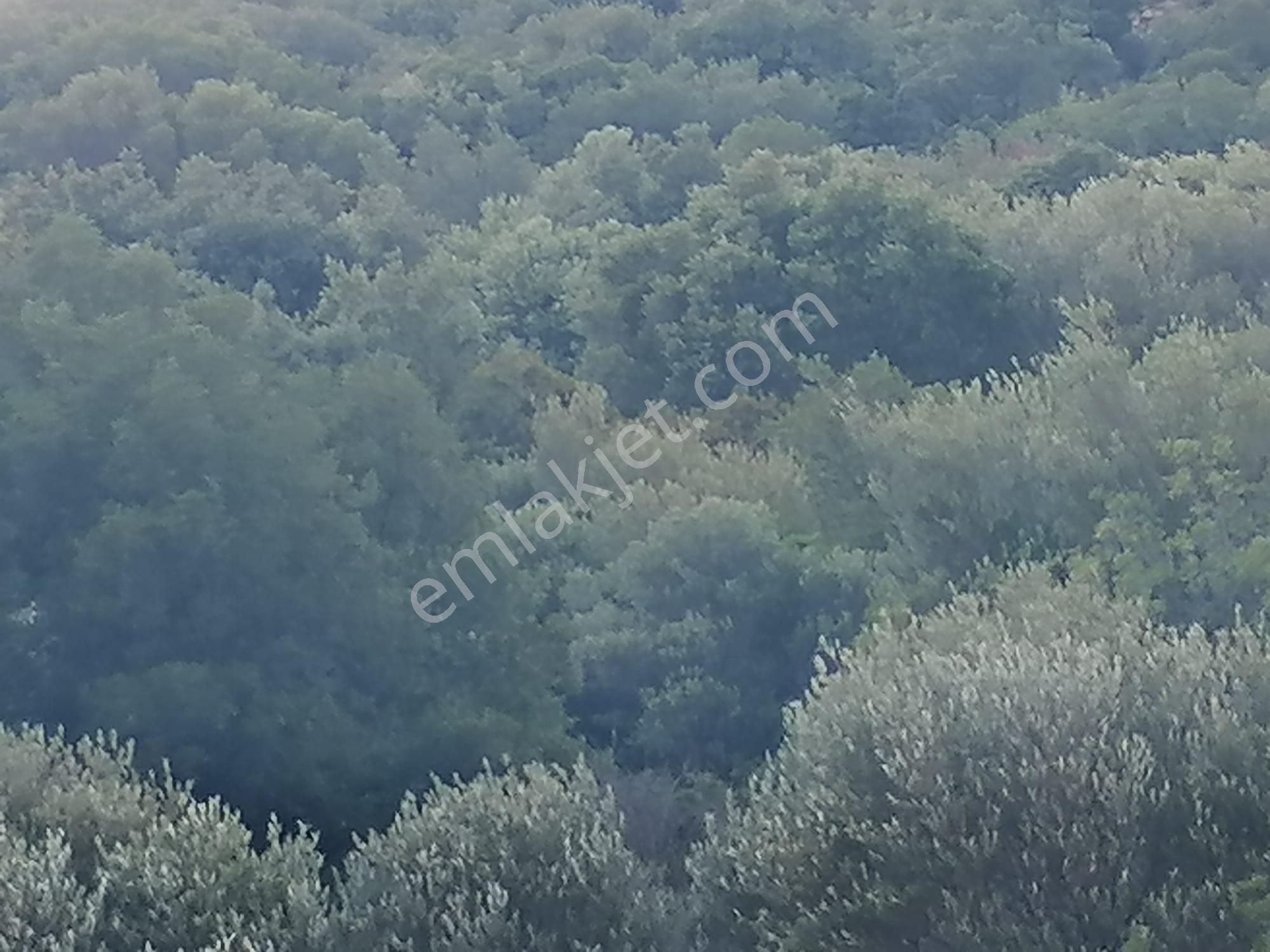Doğanbey Köyü Sökede Satılık Zeytinlik - Görsel 7