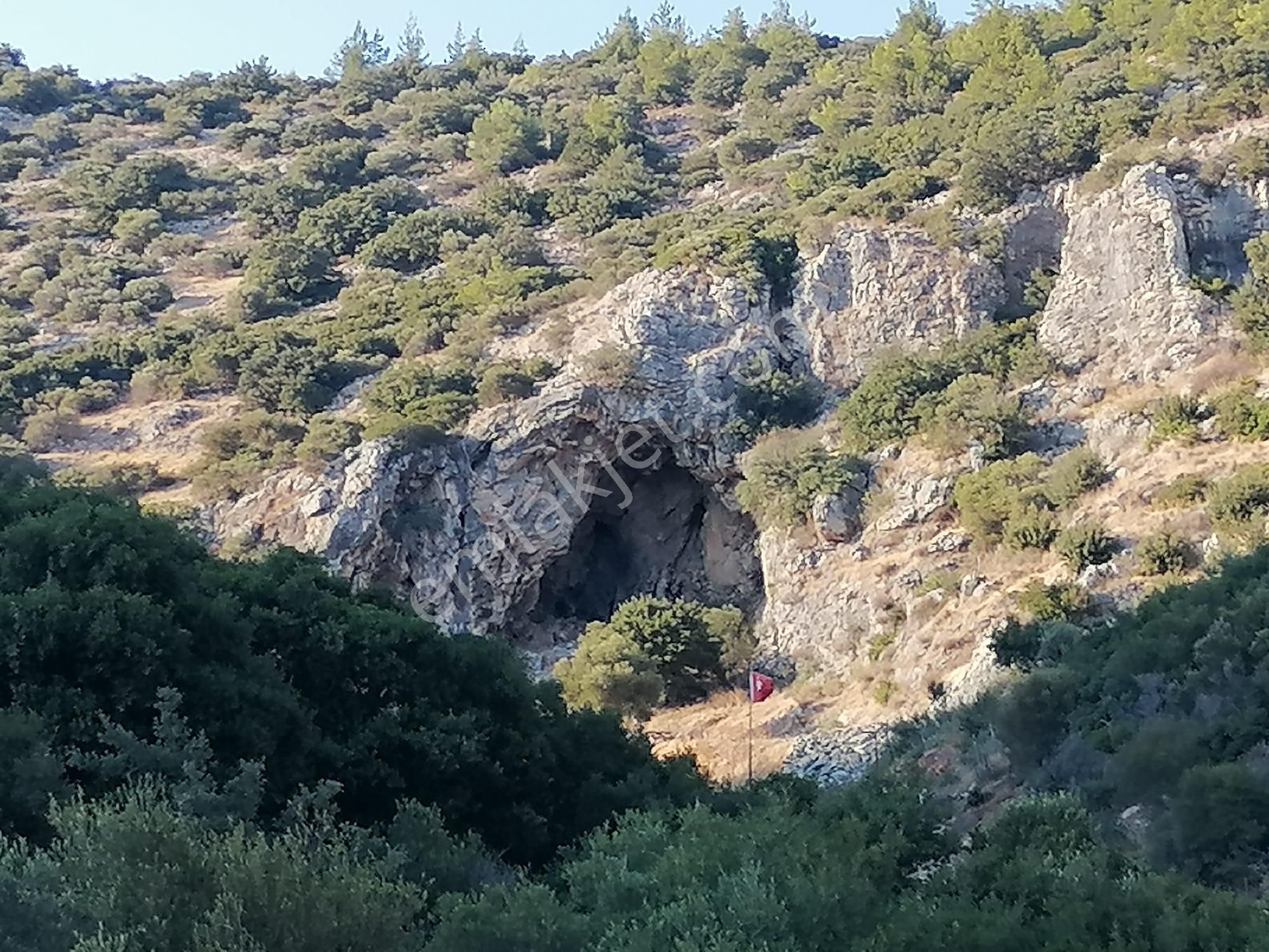 Doğanbey Köyü Sökede Satılık Zeytinlik - Görsel 17