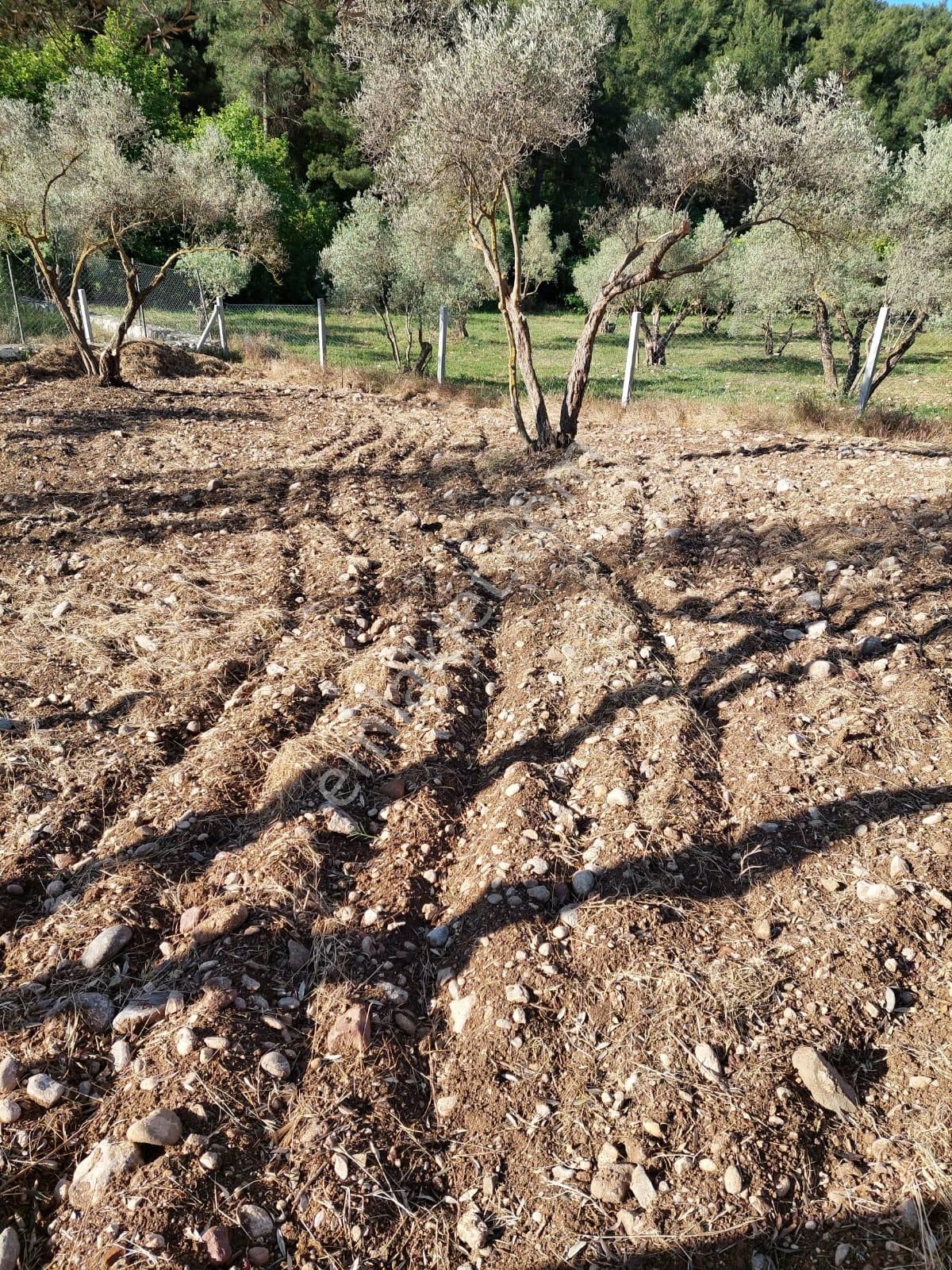 Sahibinden Buca Belenbaşında Satılık Tarla