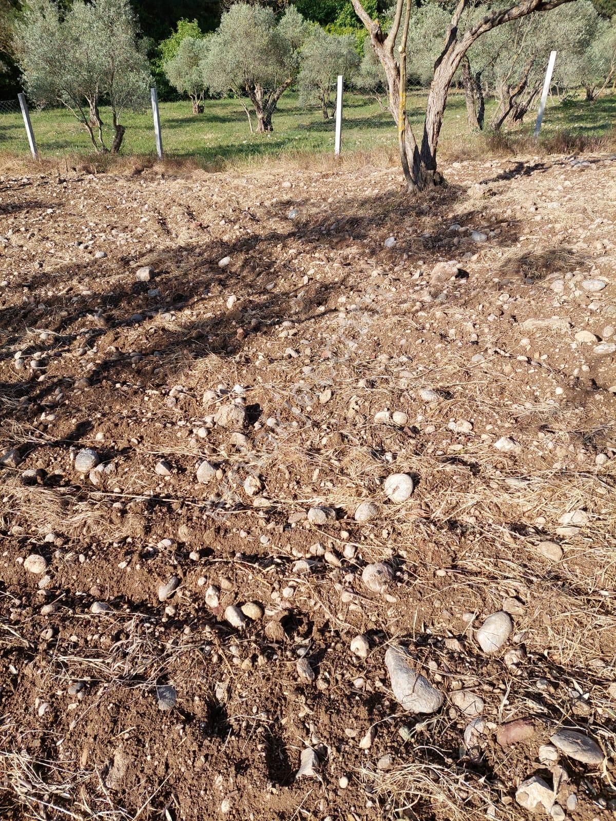 Sahibinden Buca Belenbaşında Satılık Tarla - Görsel 4