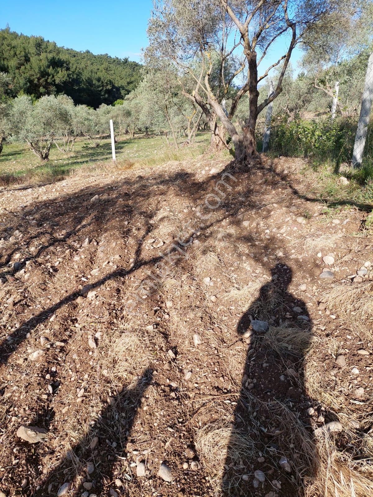 Sahibinden Buca Belenbaşında Satılık Tarla - Görsel 6