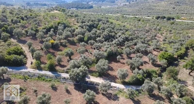 İzmir Selçuk Çamlık Köyünde Satılık 9.741 M2 Bahçe